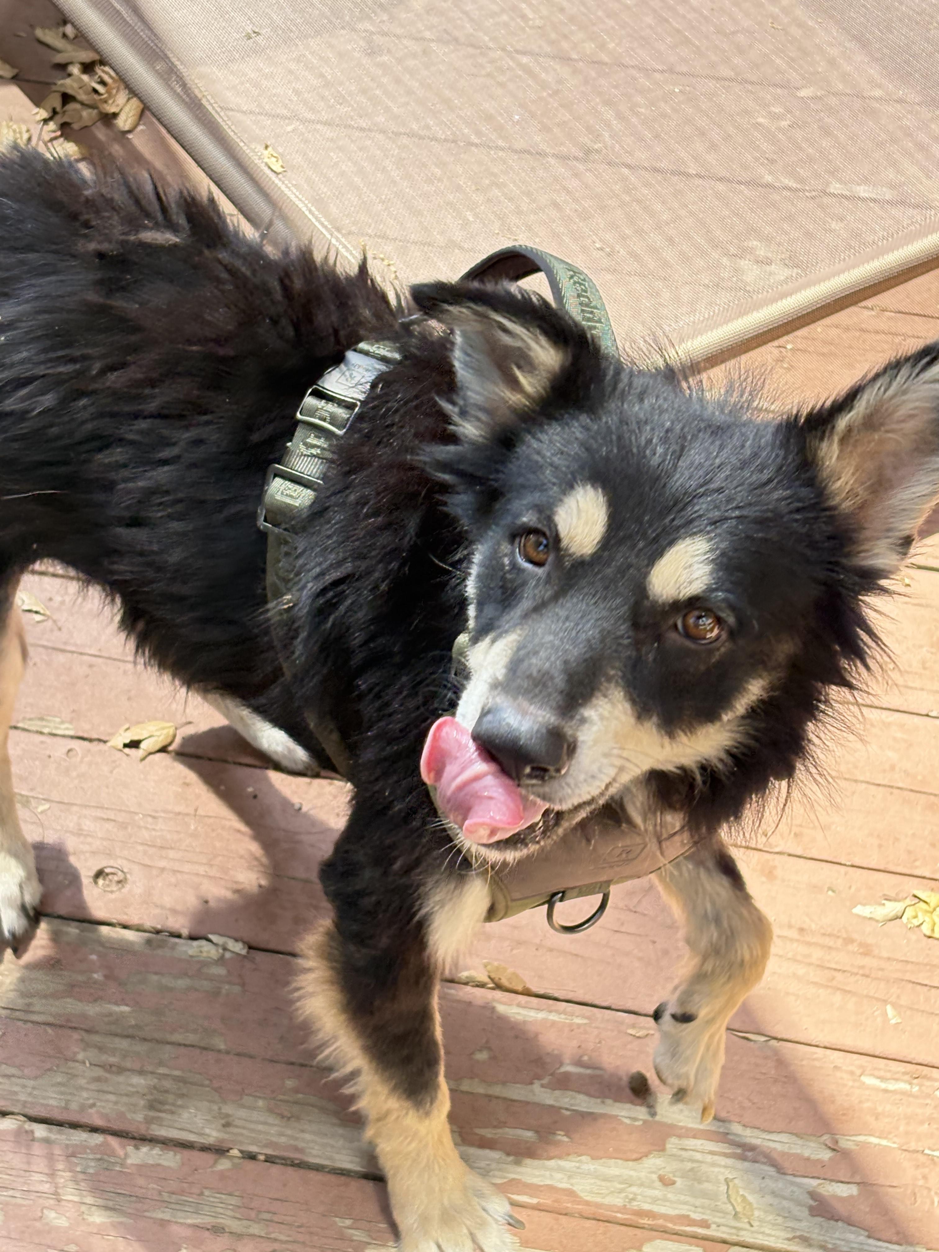 Scruffy, a Adoptable Mixed Breed in San Ysidro, CA image 3/5