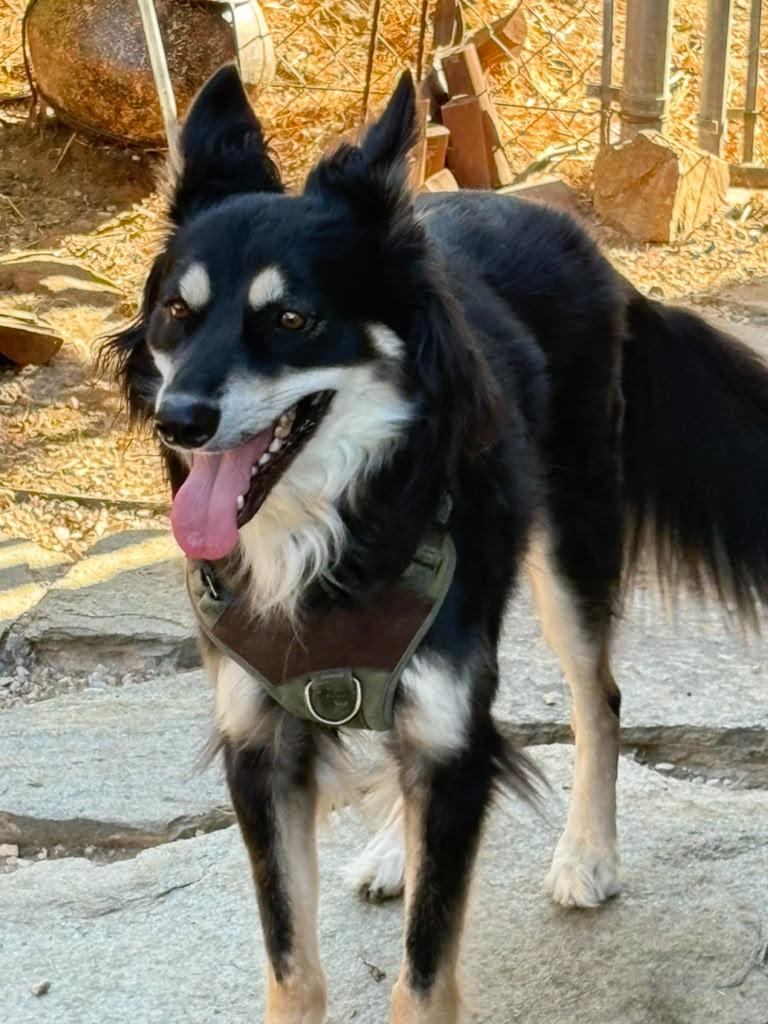 Enlarge Scruffy, a Adoptable Mixed Breed in San Ysidro, CA image 4/6