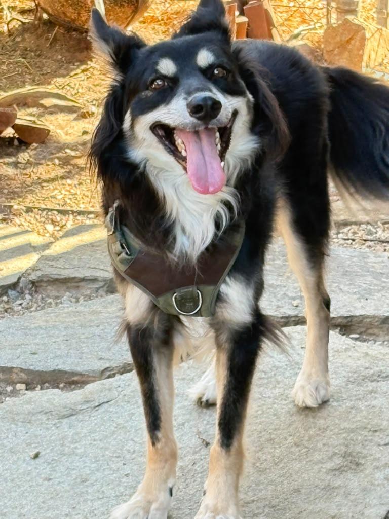 Enlarge Scruffy, a Adoptable Mixed Breed in San Ysidro, CA image 2/6