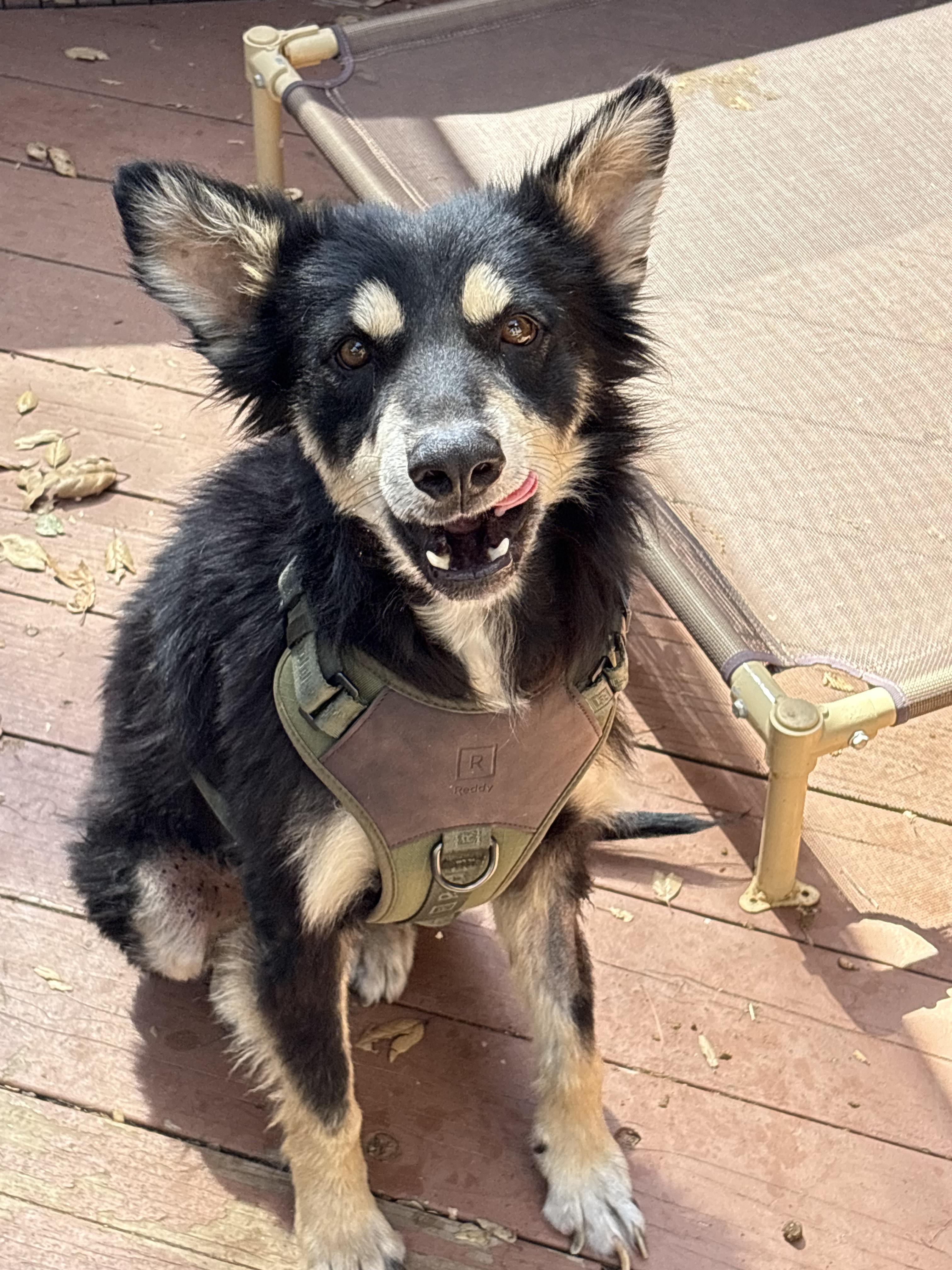 Scruffy, a Adoptable Mixed Breed in San Ysidro, CA image 4/5