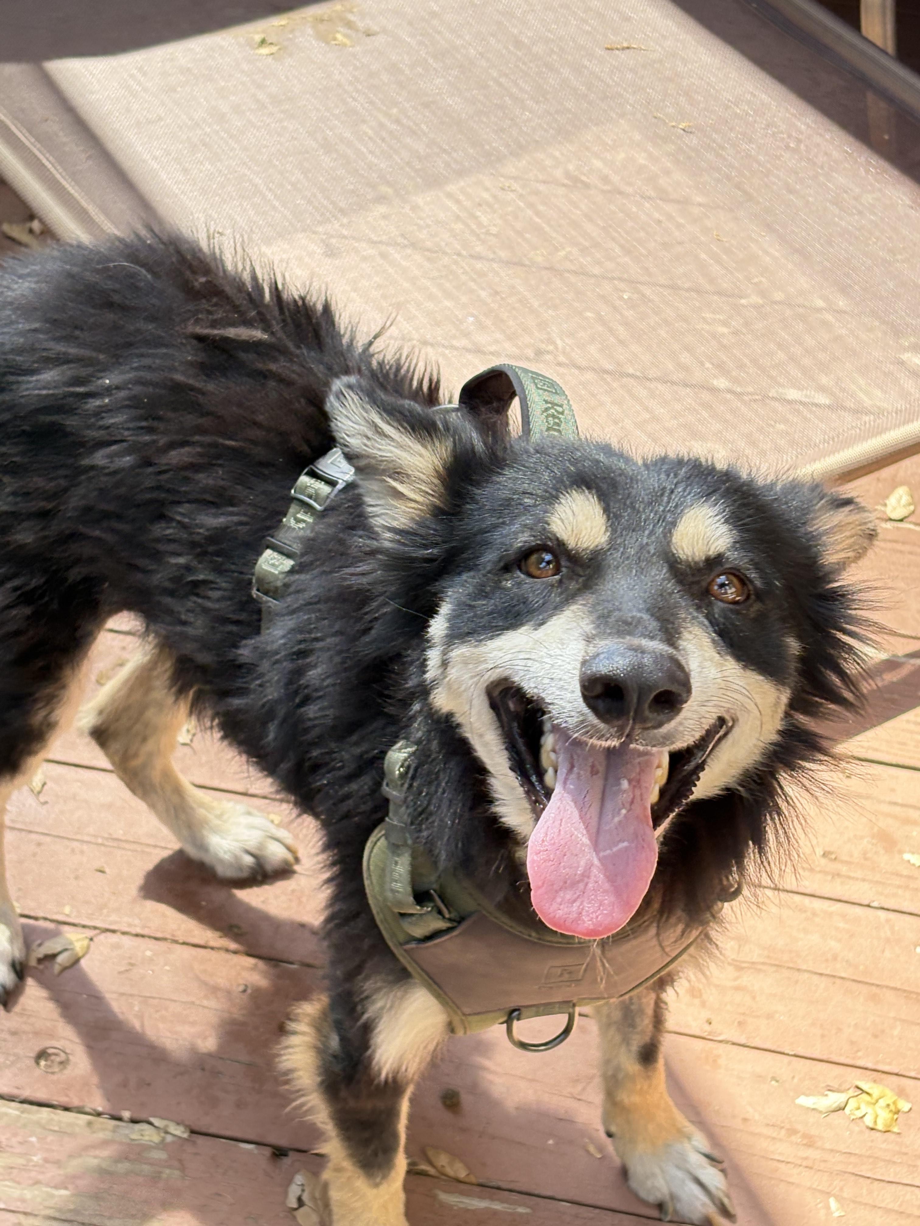 Scruffy, a Adoptable Mixed Breed in San Ysidro, CA image 5/5