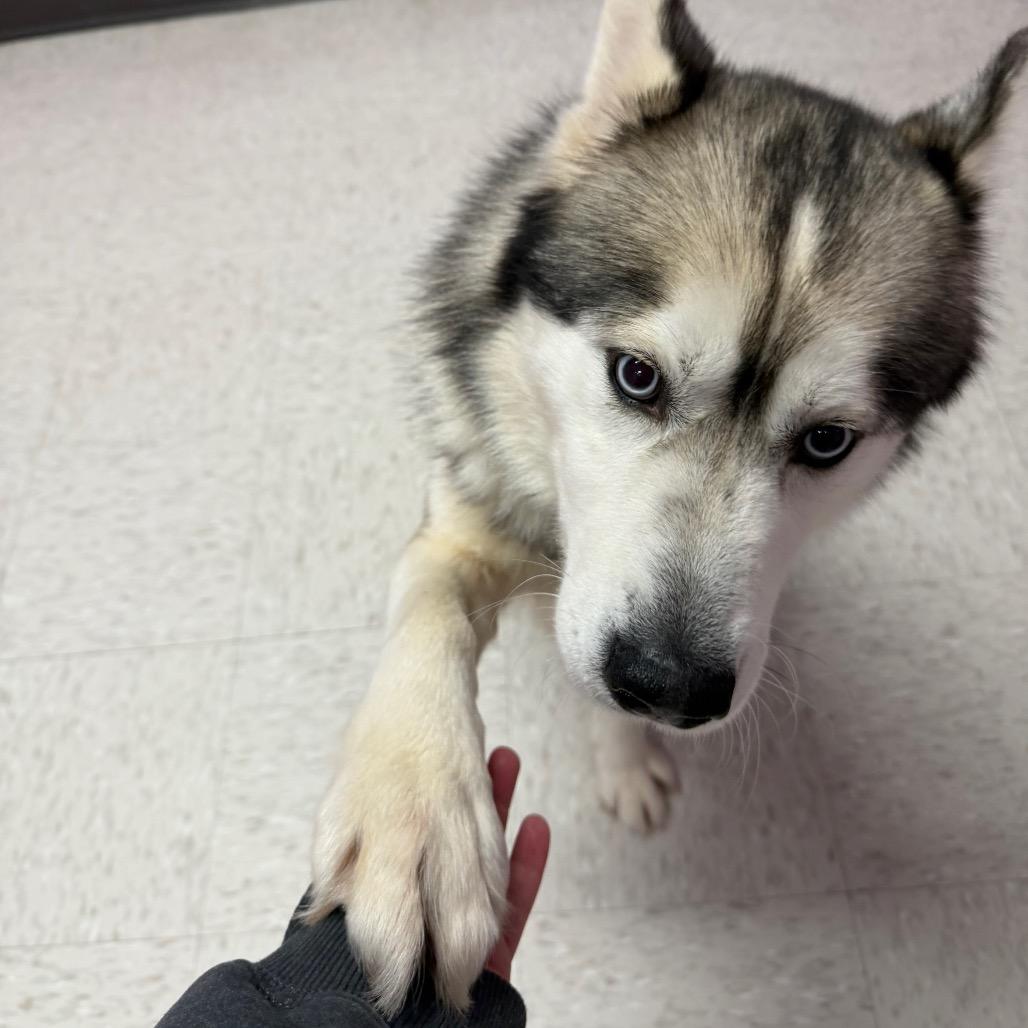 Toboggan, Adoptable, Adult Male Husky & Mixed Breed.