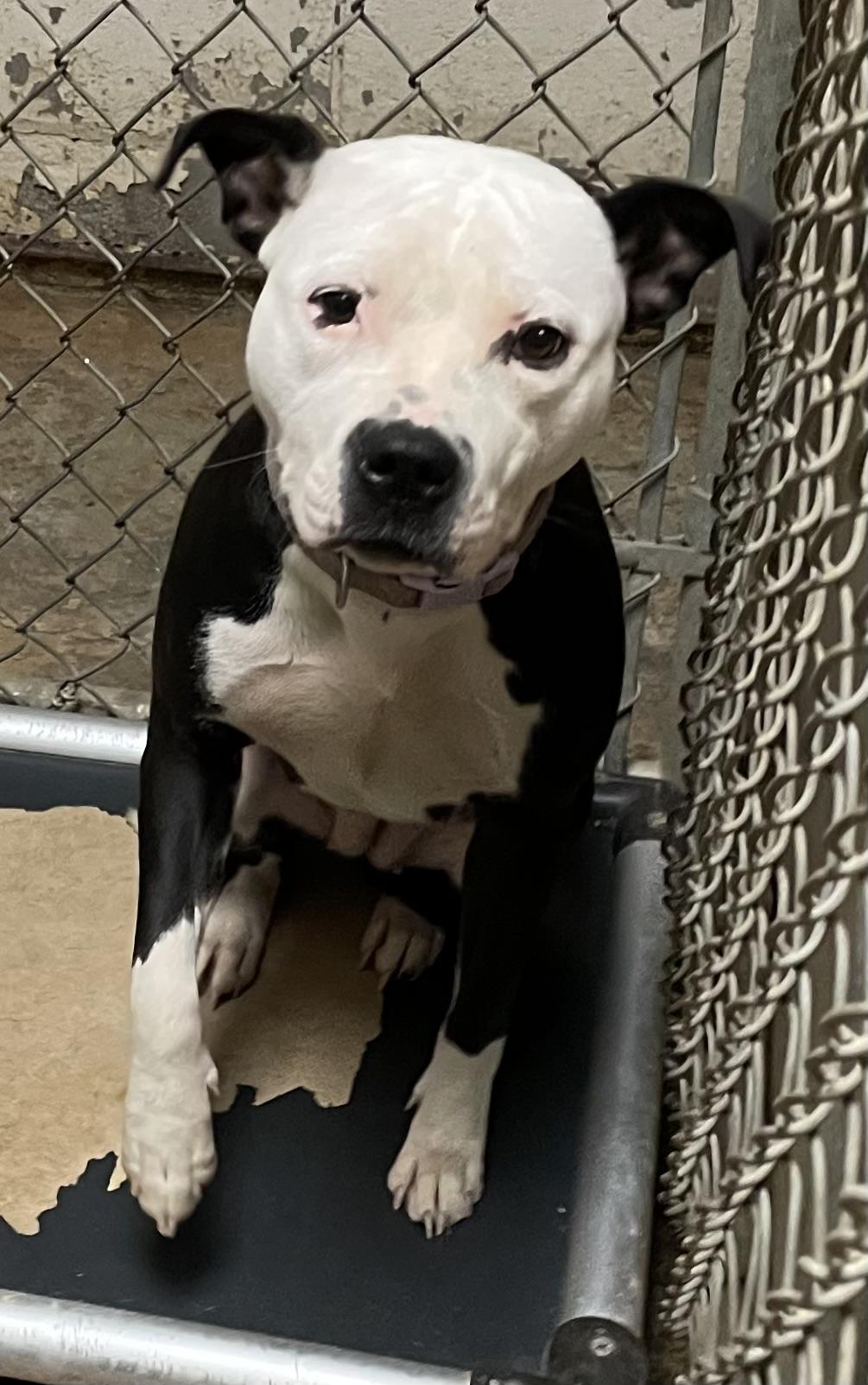 Enlarge Twix AVAILABLE, a Adoptable American Staffordshire Terrier in Canton, OH image 4/5