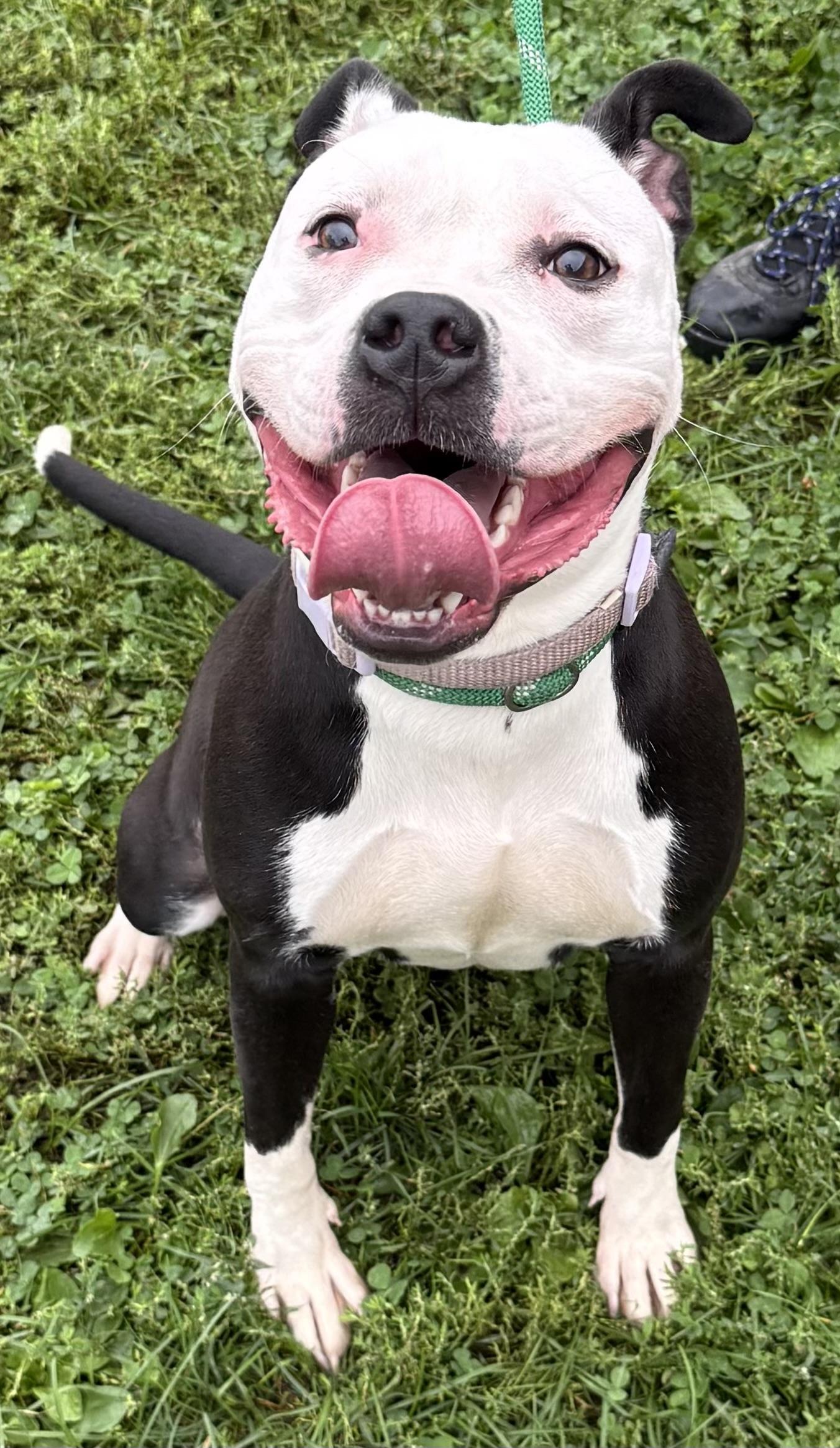 Enlarge Twix AVAILABLE, a Adoptable American Staffordshire Terrier in Canton, OH image 2/5