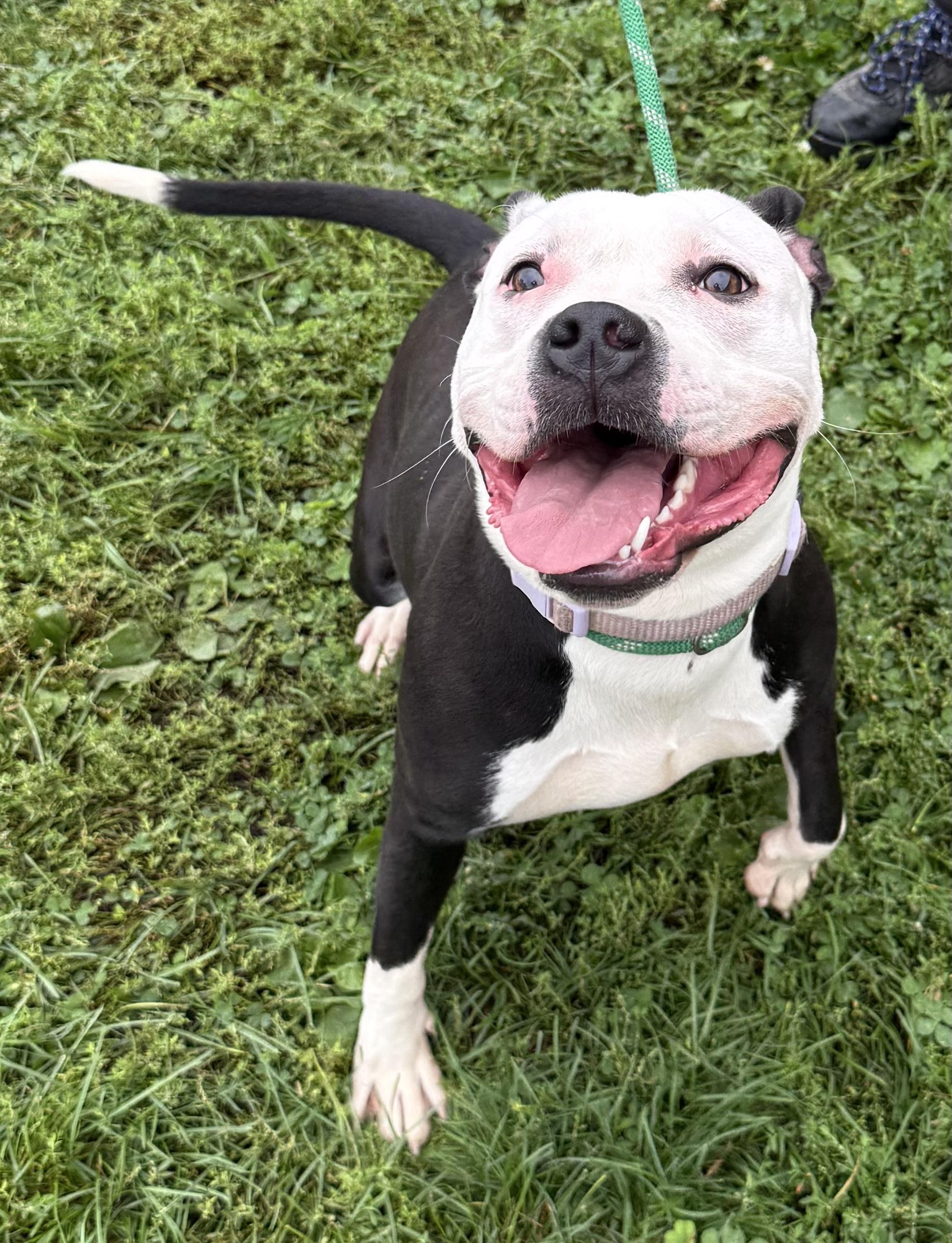 Enlarge Twix AVAILABLE, a Adoptable American Staffordshire Terrier in Canton, OH image 3/5