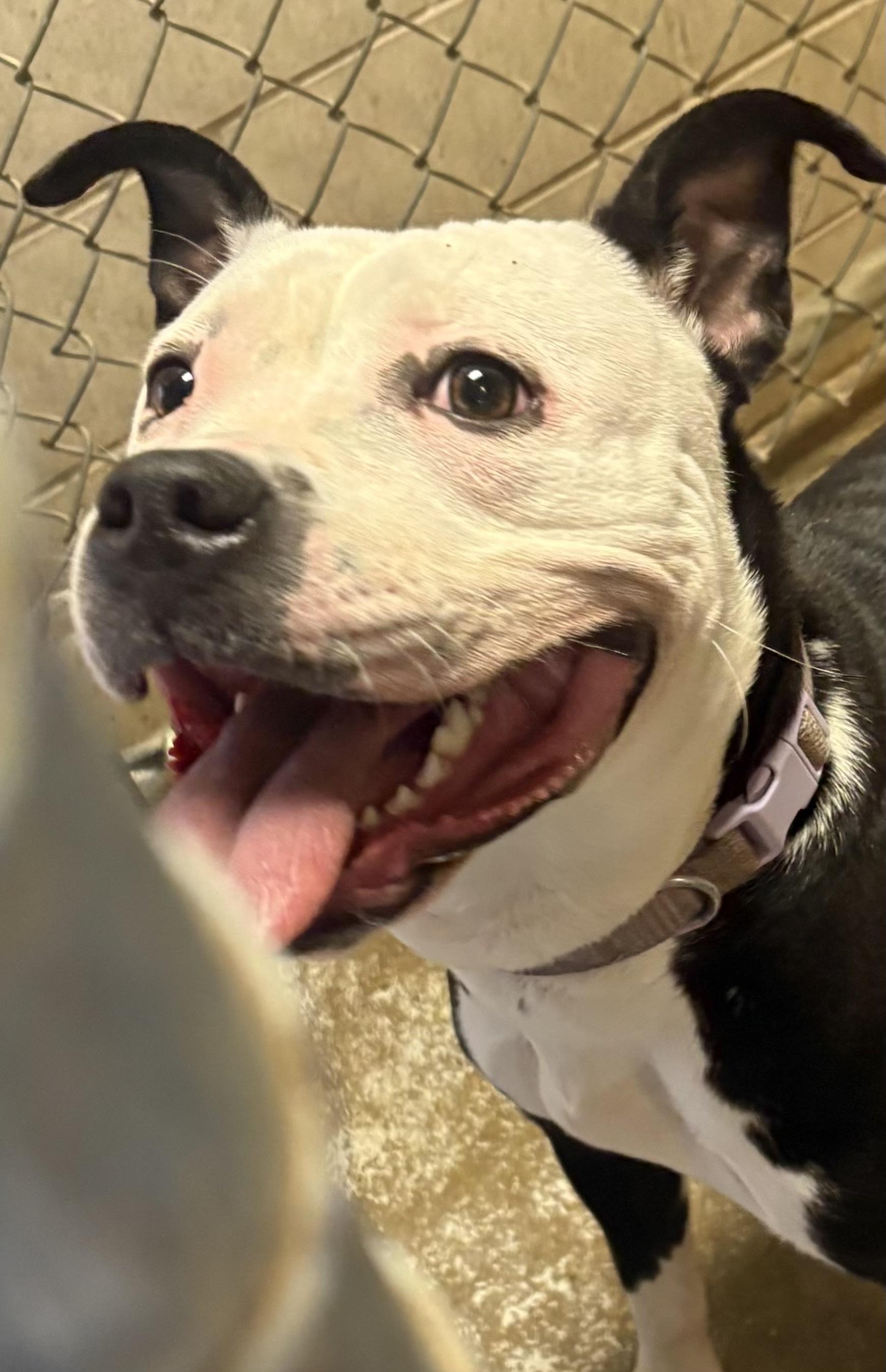 Enlarge Twix AVAILABLE, a Adoptable American Staffordshire Terrier in Canton, OH image 5/5