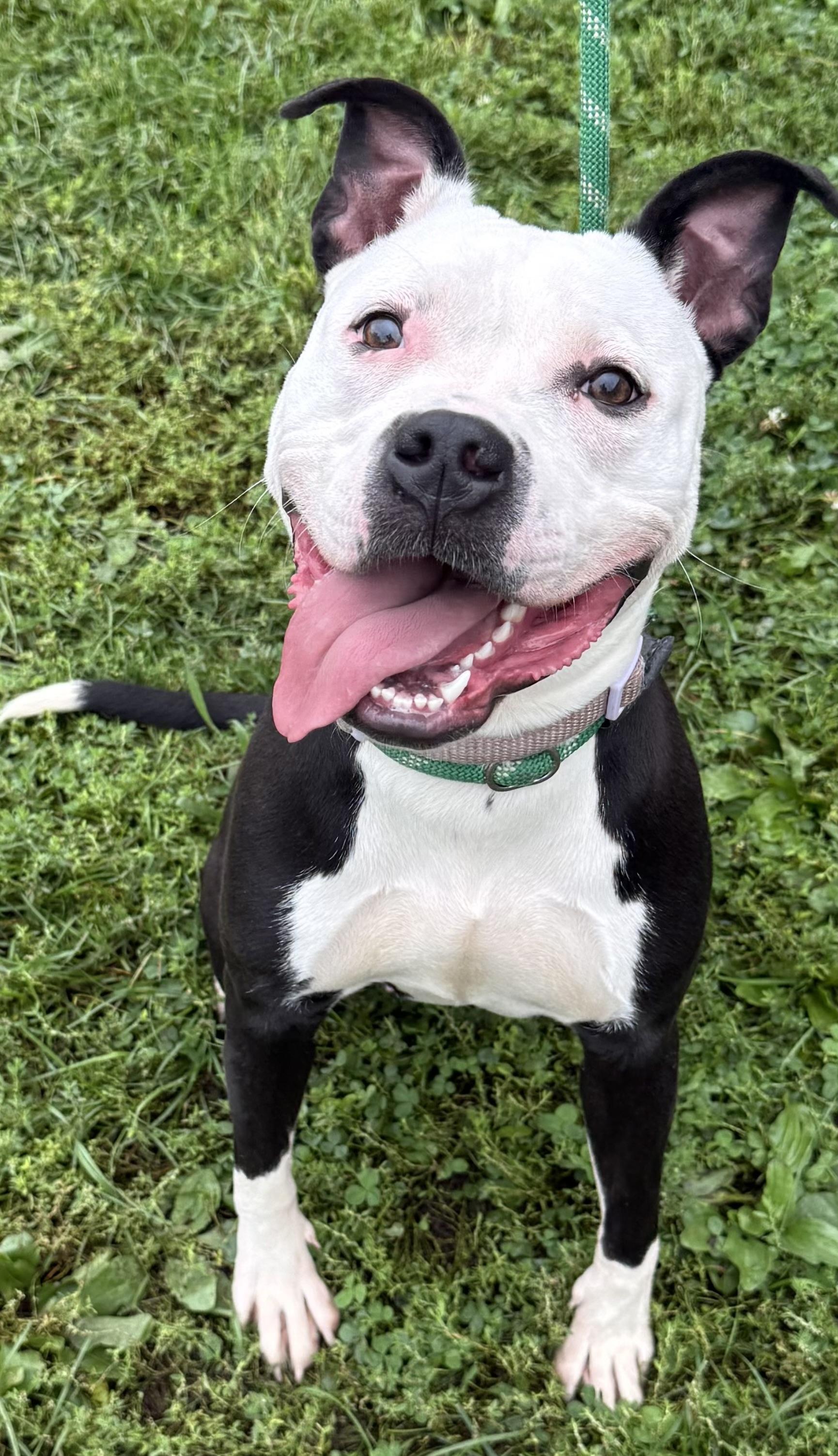Enlarge Twix AVAILABLE, a Adoptable American Staffordshire Terrier in Canton, OH image 1/5