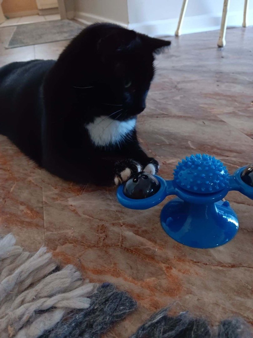 Mittens, a Adoptable Domestic Short Hair in Fountain Inn, SC image 2/3