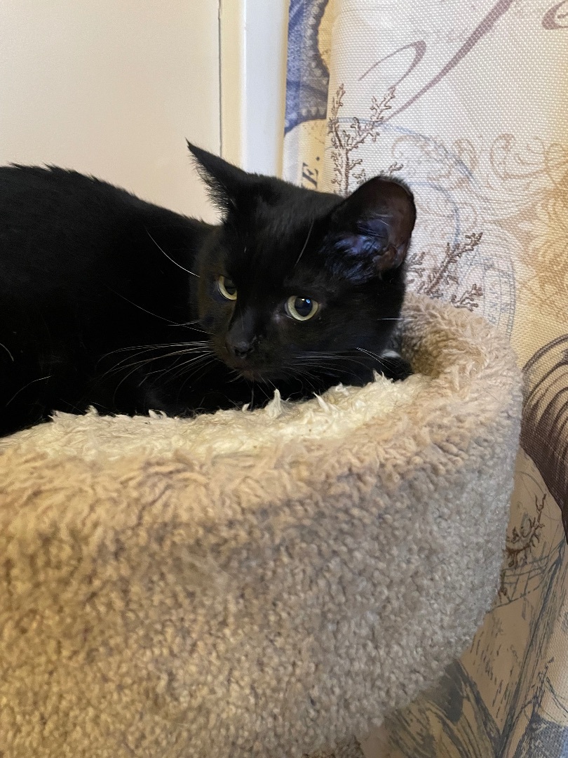 Mittens, a Adoptable Domestic Short Hair in Fountain Inn, SC image 1/3