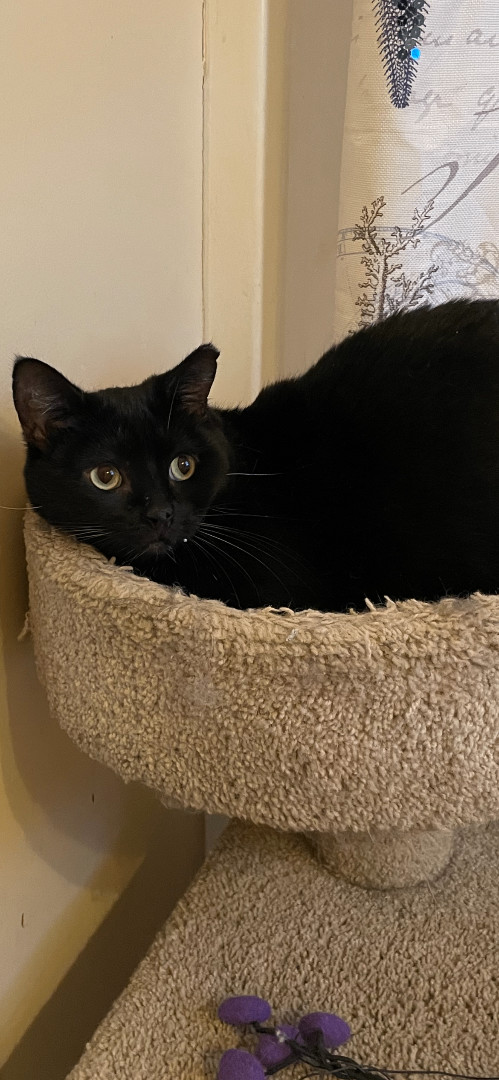 Mittens, a Adoptable Domestic Short Hair in Fountain Inn, SC image 3/3