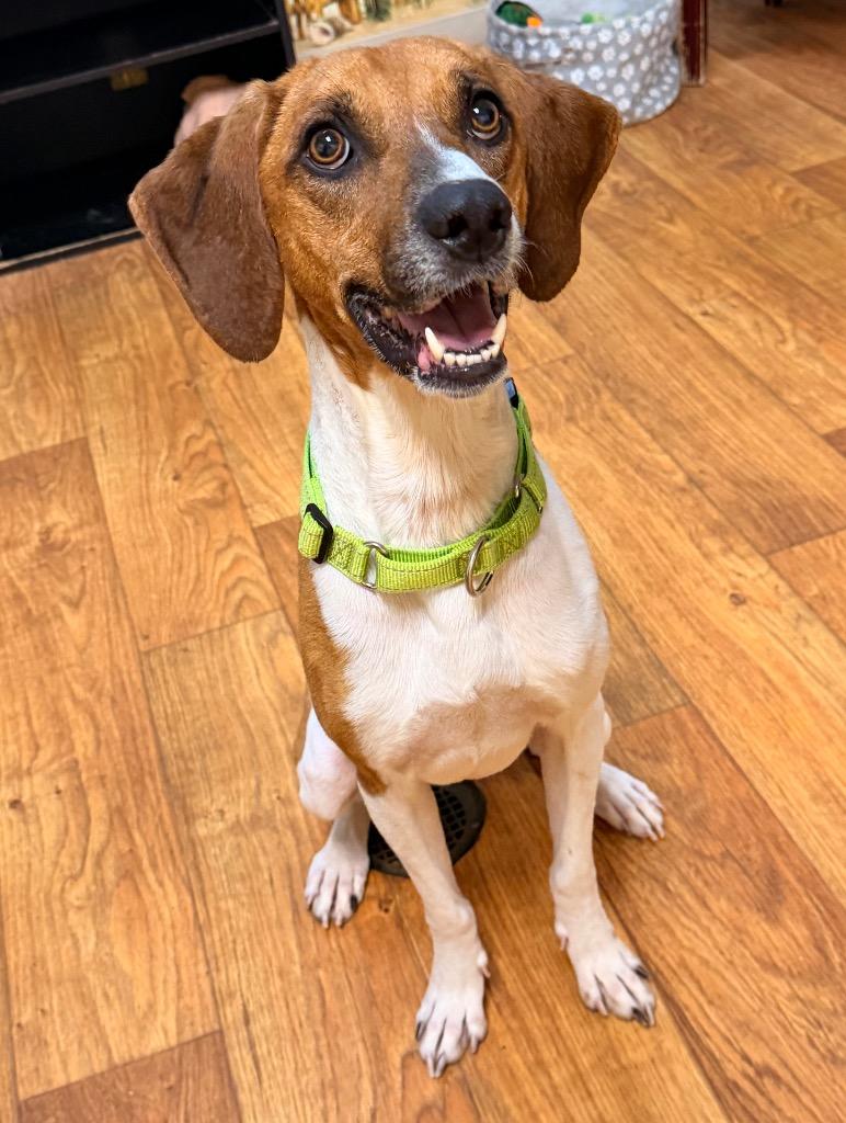 Finnley, Adoptable, Young Male Mixed Breed.