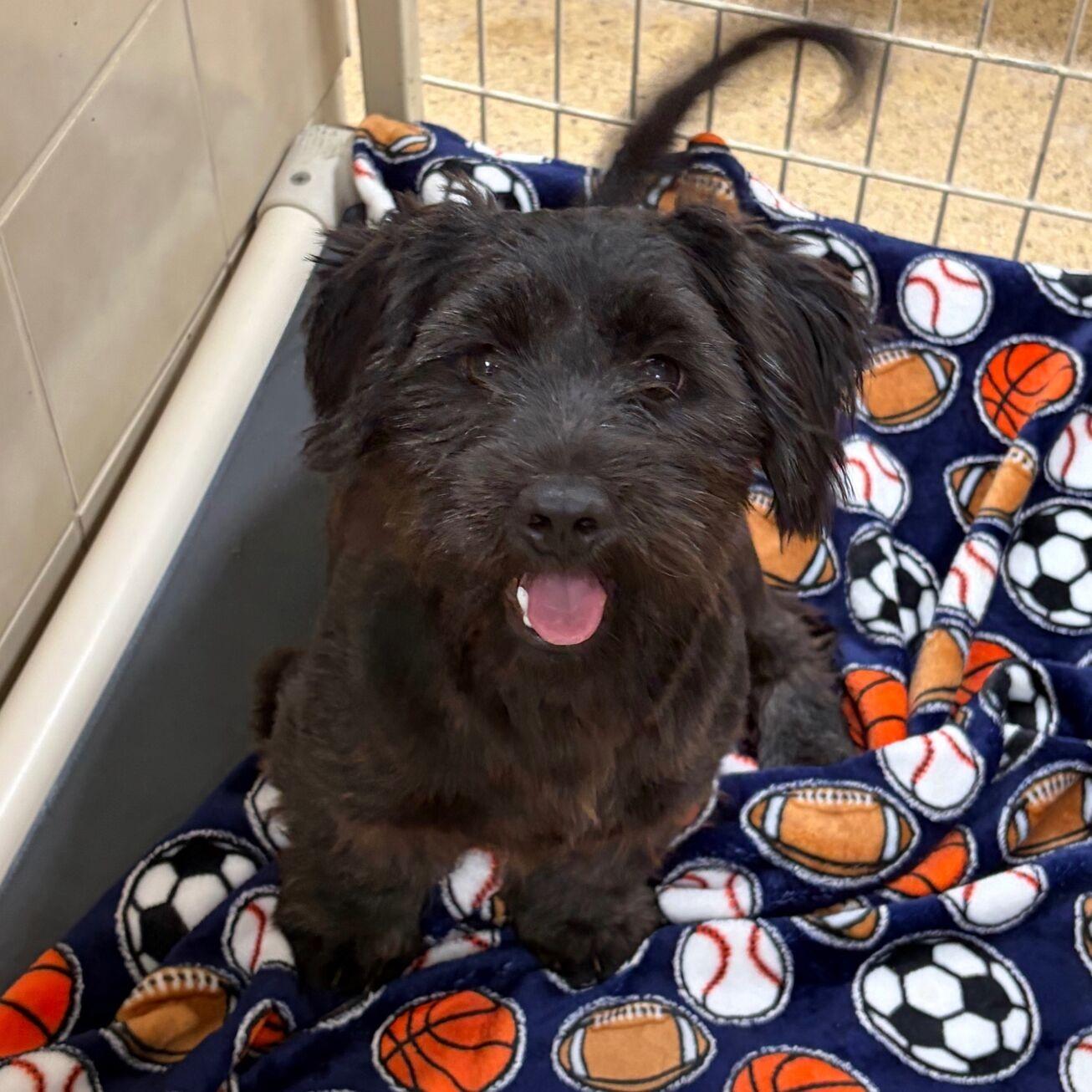 Juni, adopted, Young Male Miniature Schnauzer.