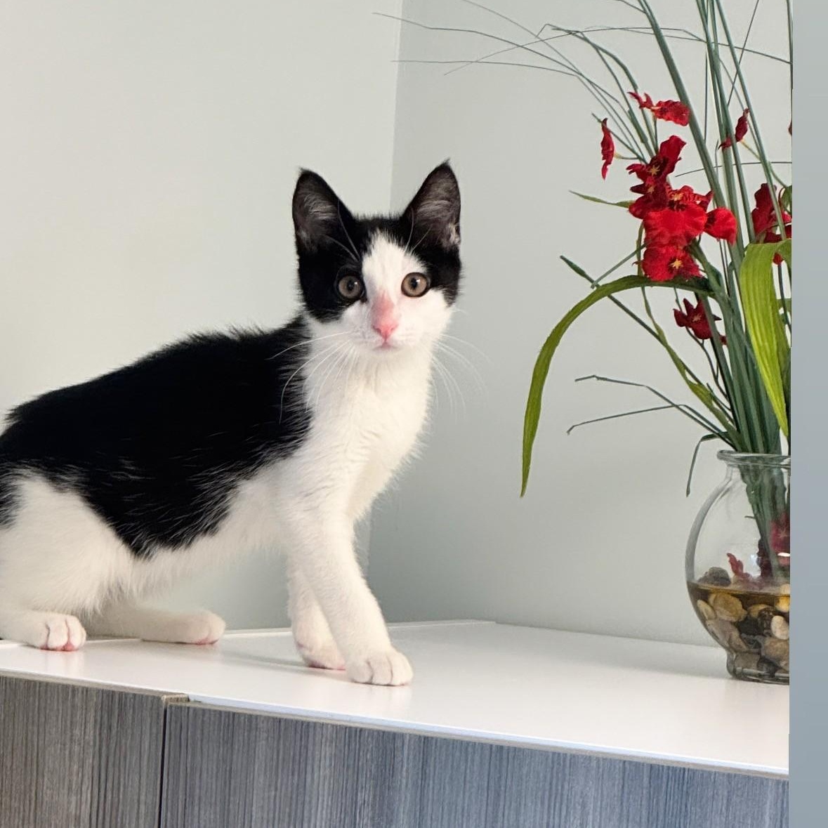 Enlarge Cleo, an adopted Domestic Short Hair in Syosset, NY image 1/1