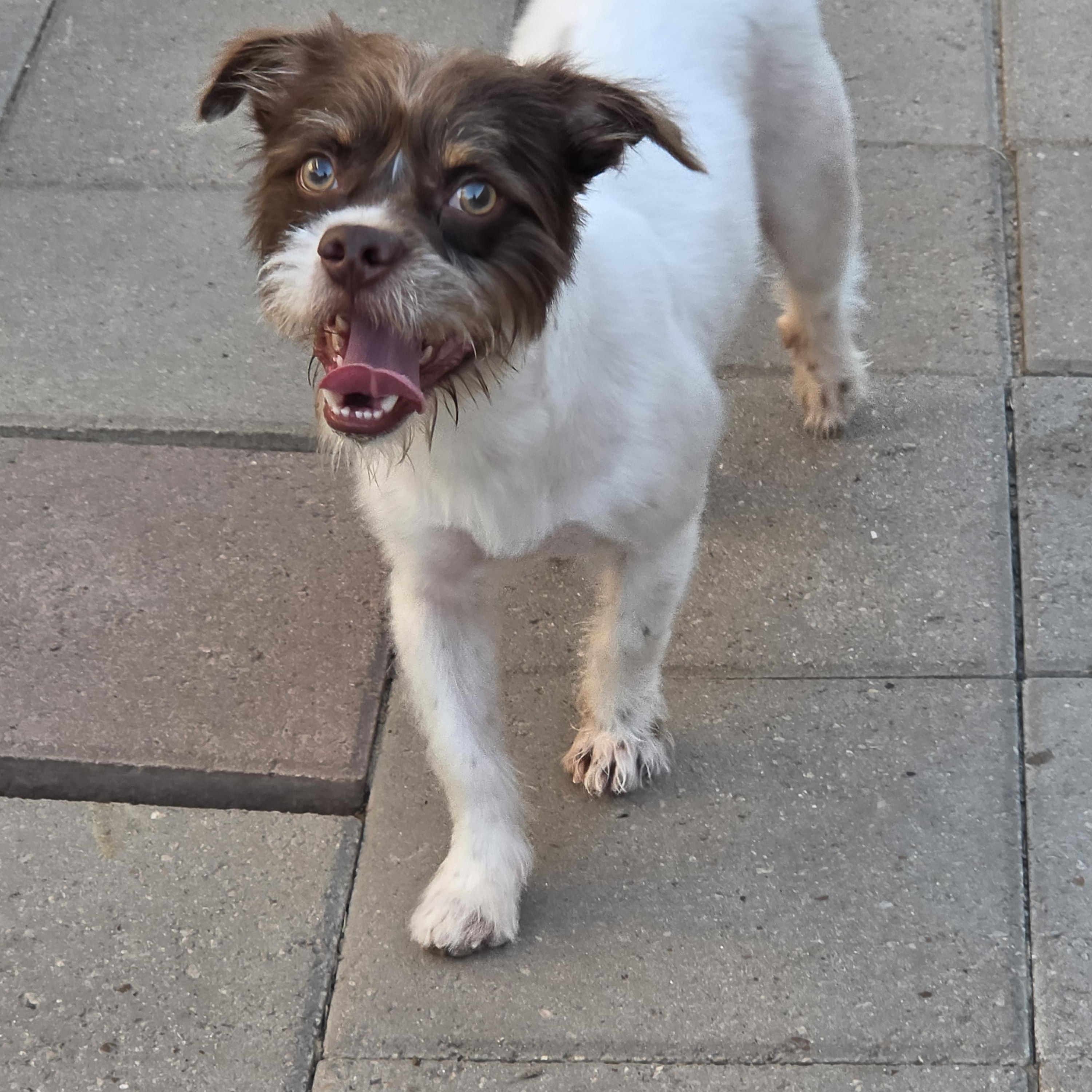 Griffin, ADOPTABLE, Young Male Shih Tzu.