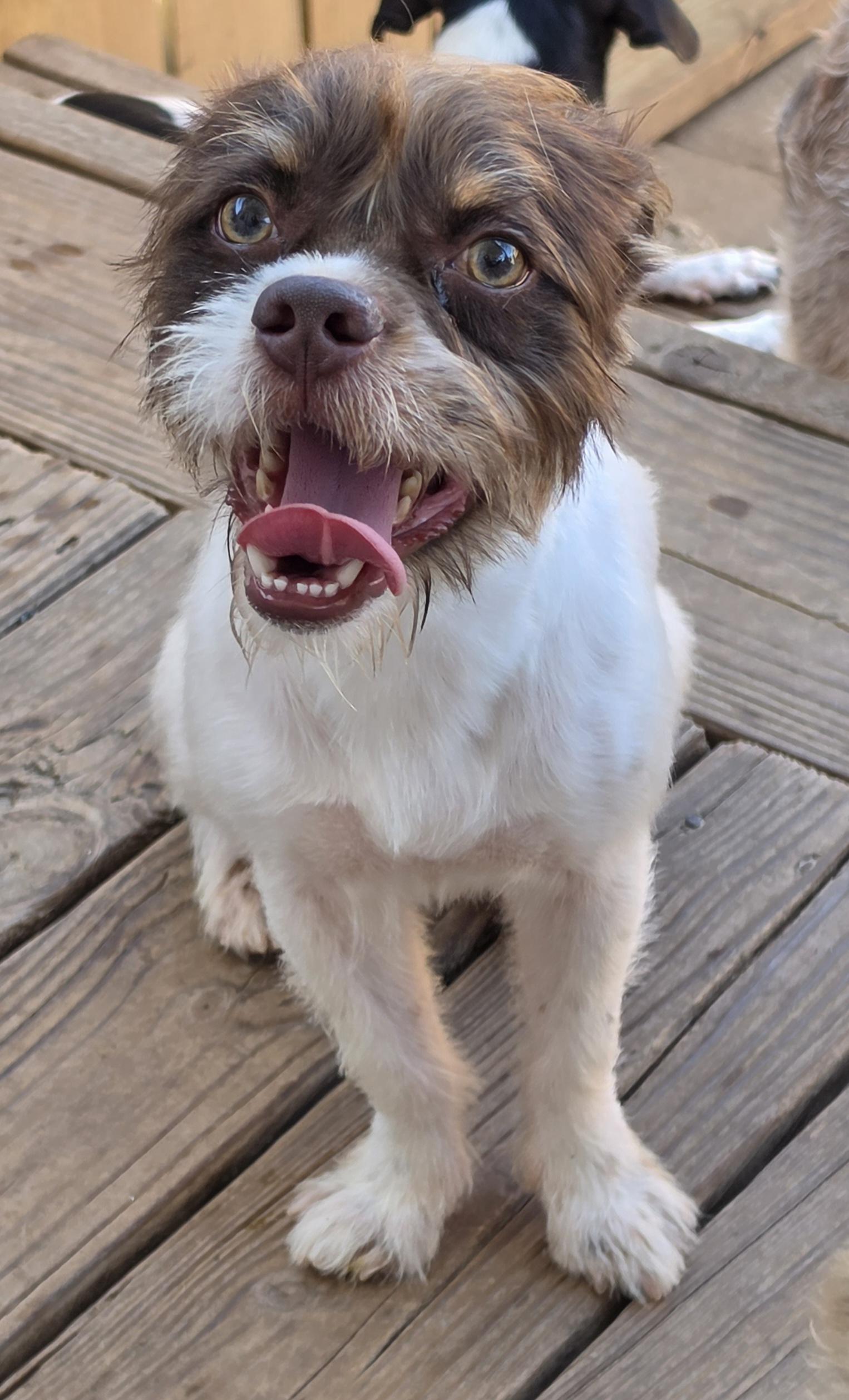 Enlarge Griffin, a Adoptable mixed breed in Putnam, CT image 2/2