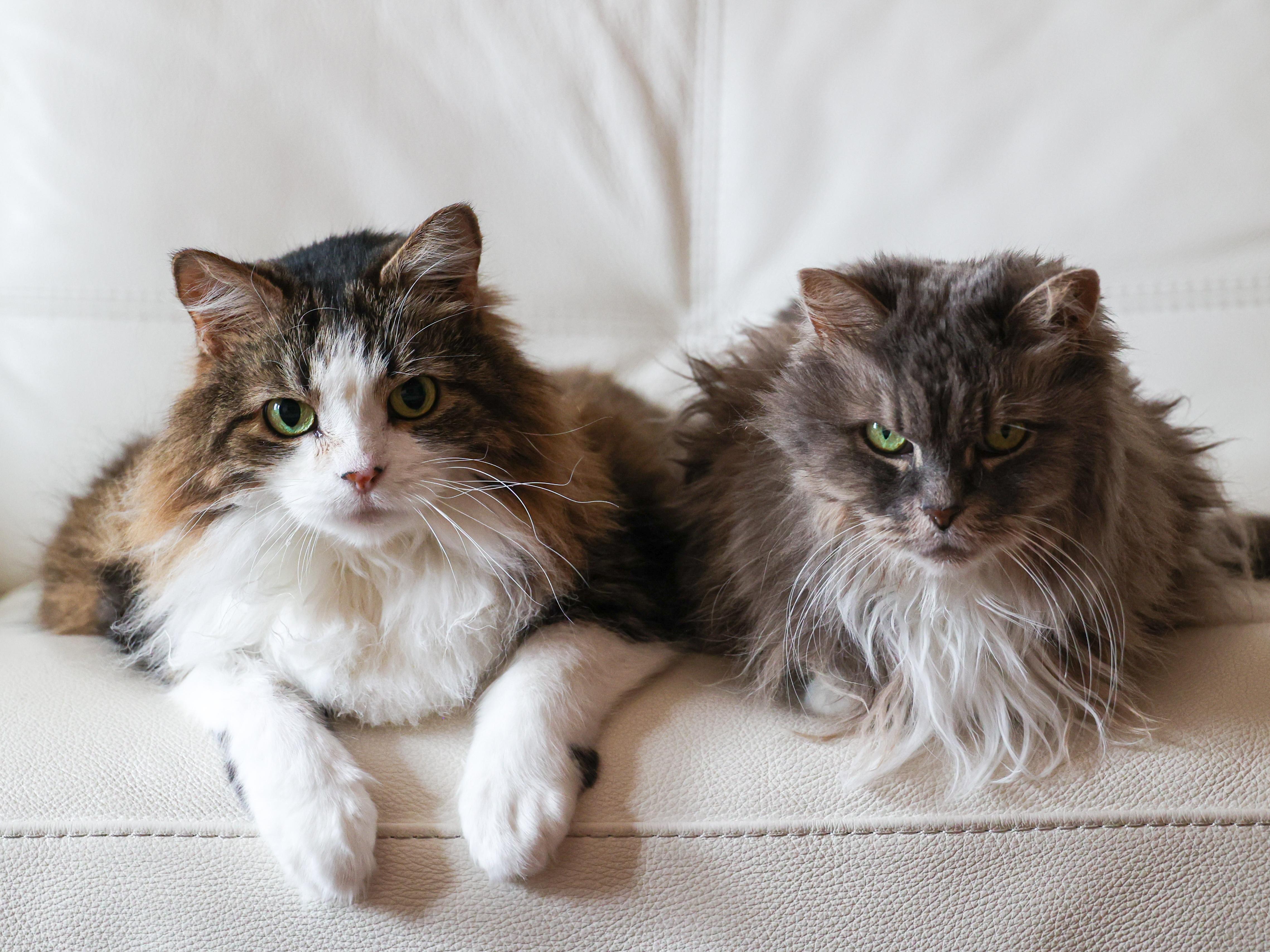 Sage & Rosemary !BONDED PAIR!, adoptable, Adult Female Domestic Long Hair.