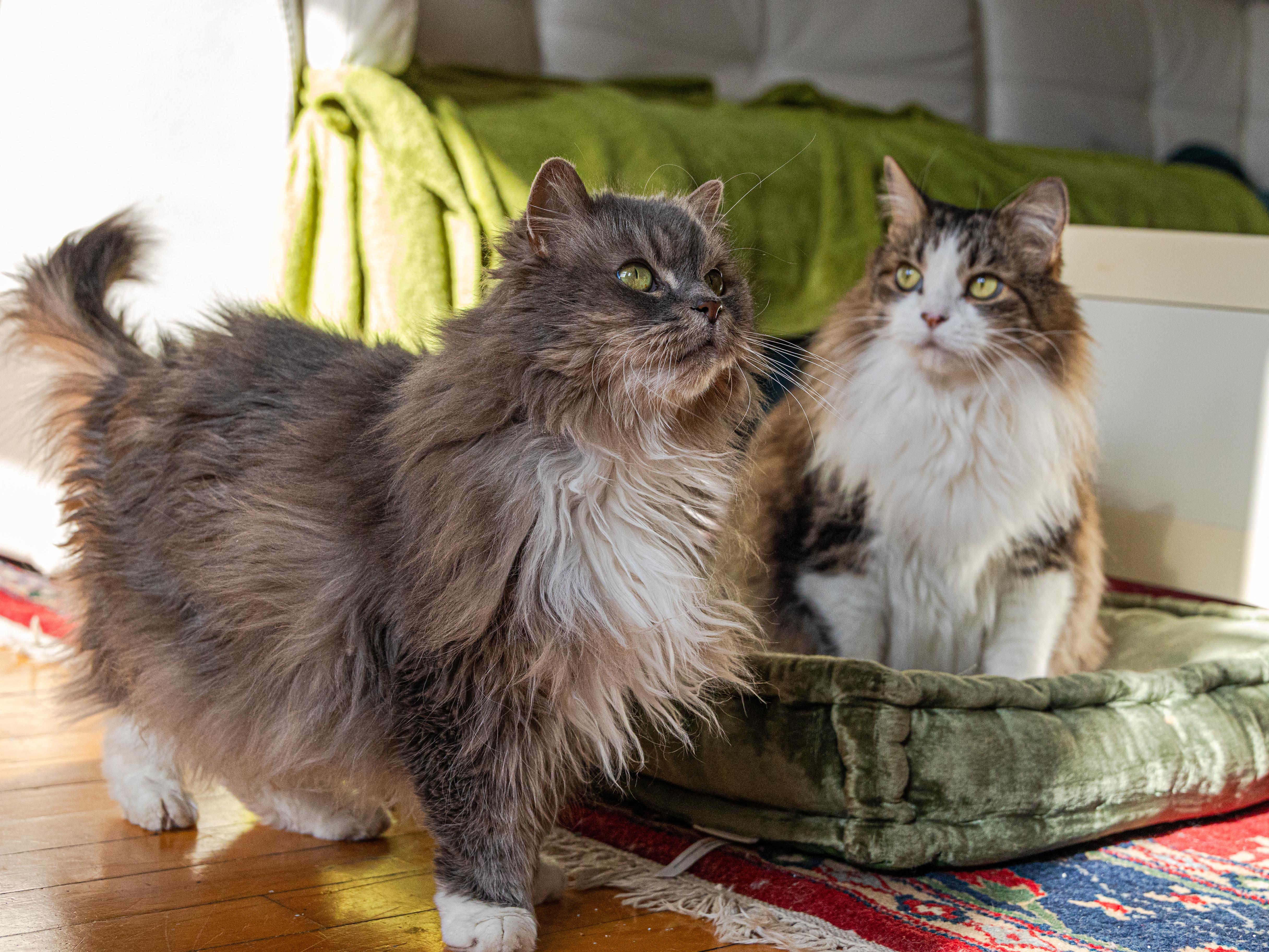 Sage & Rosemary !BONDED PAIR!, an adoptable Domestic Long Hair in Montreal, QC image 1/6