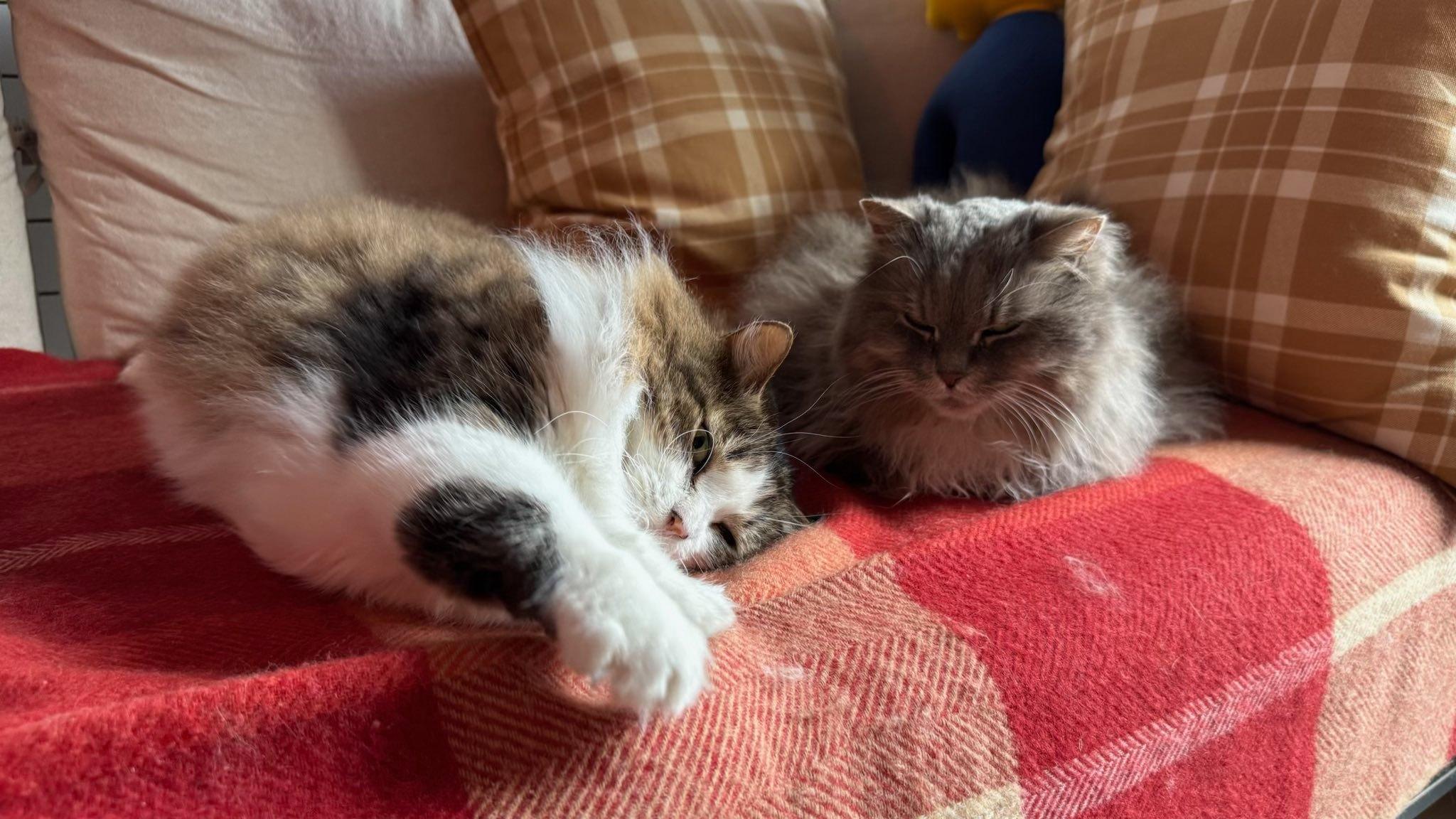 Enlarge Sage & Rosemary !BONDED PAIR!, a Adoptable Domestic Long Hair in Montreal, QC image 5/6