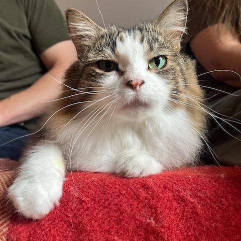 Enlarge Sage & Rosemary !BONDED PAIR!, a Adoptable Domestic Long Hair in Montreal, QC image 4/6