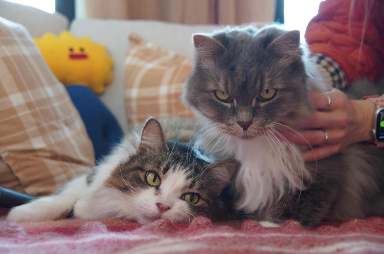 Sage & Rosemary !BONDED PAIR!, Adoptable, Adult Female Domestic Long Hair.