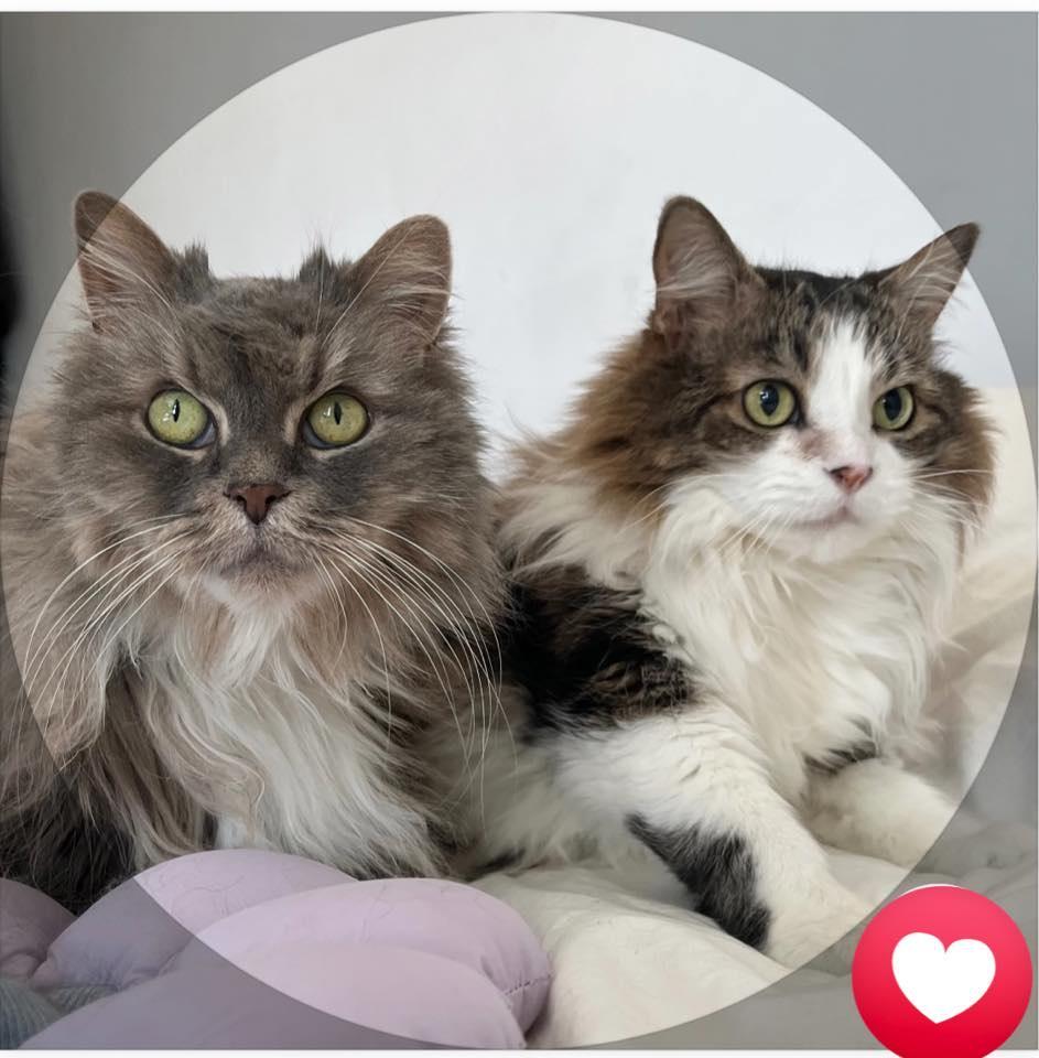 Sage & Rosemary !BONDED PAIR!, adoptable, Adult Female Domestic Long Hair.