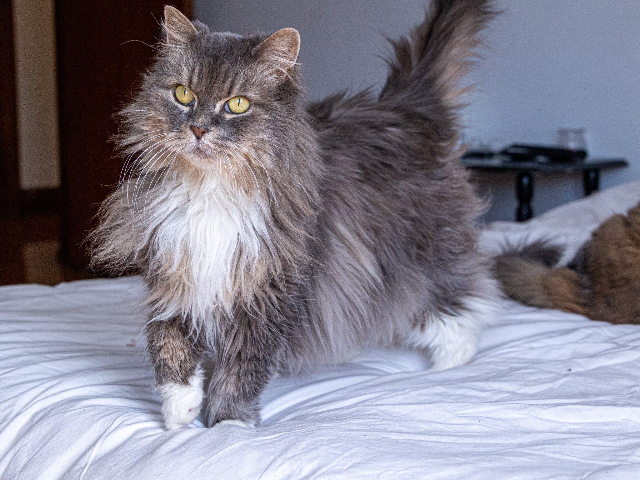Sage & Rosemary !BONDED PAIR!, an adoptable Domestic Long Hair in Montreal, QC image 5/6