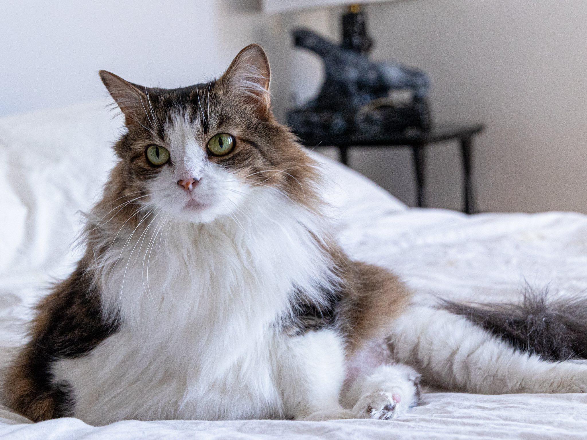 Sage & Rosemary !BONDED PAIR!, an adoptable Domestic Long Hair in Montreal, QC image 3/6