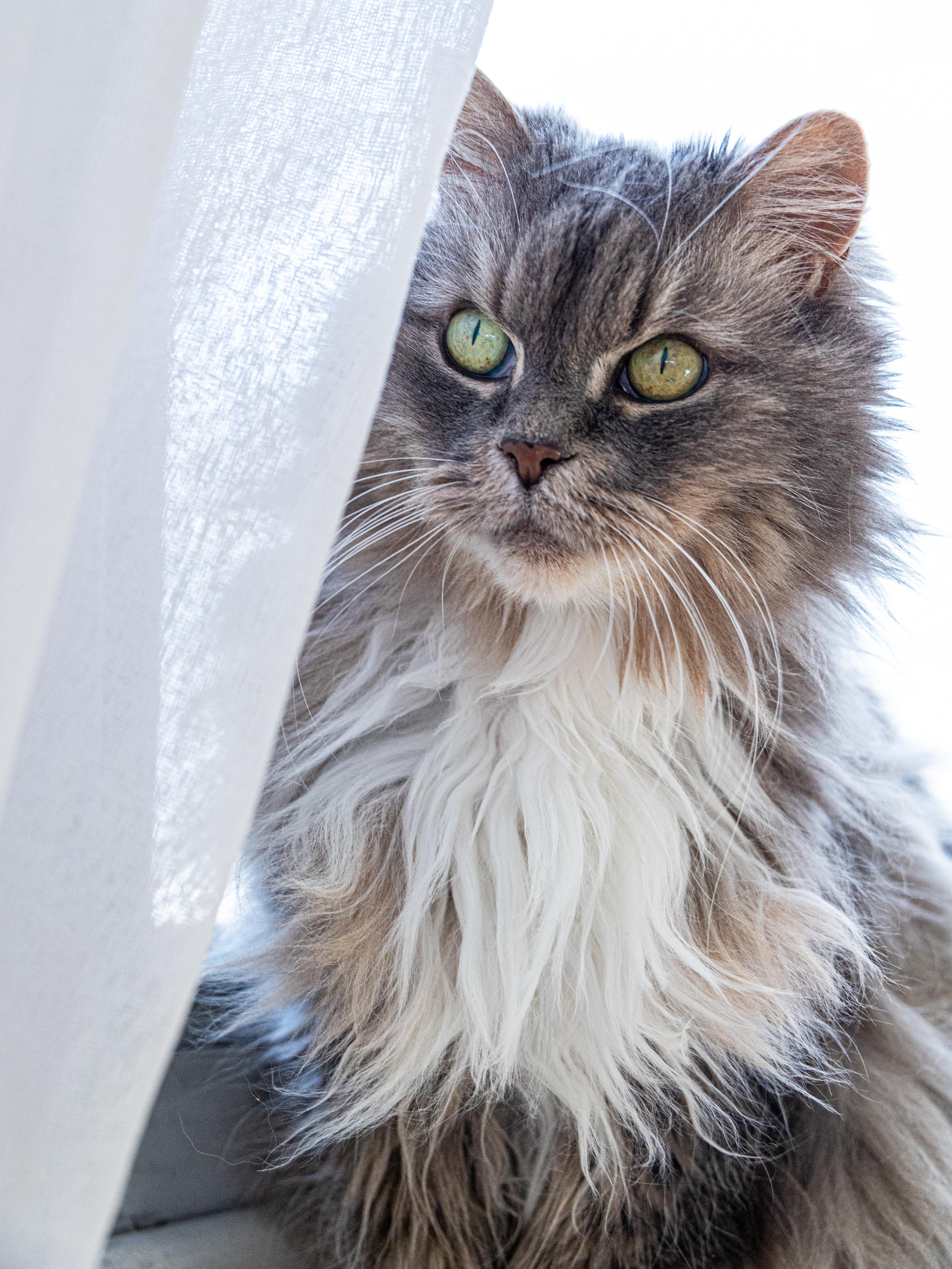 Sage & Rosemary !BONDED PAIR!, an adoptable Domestic Long Hair in Montreal, QC image 2/6