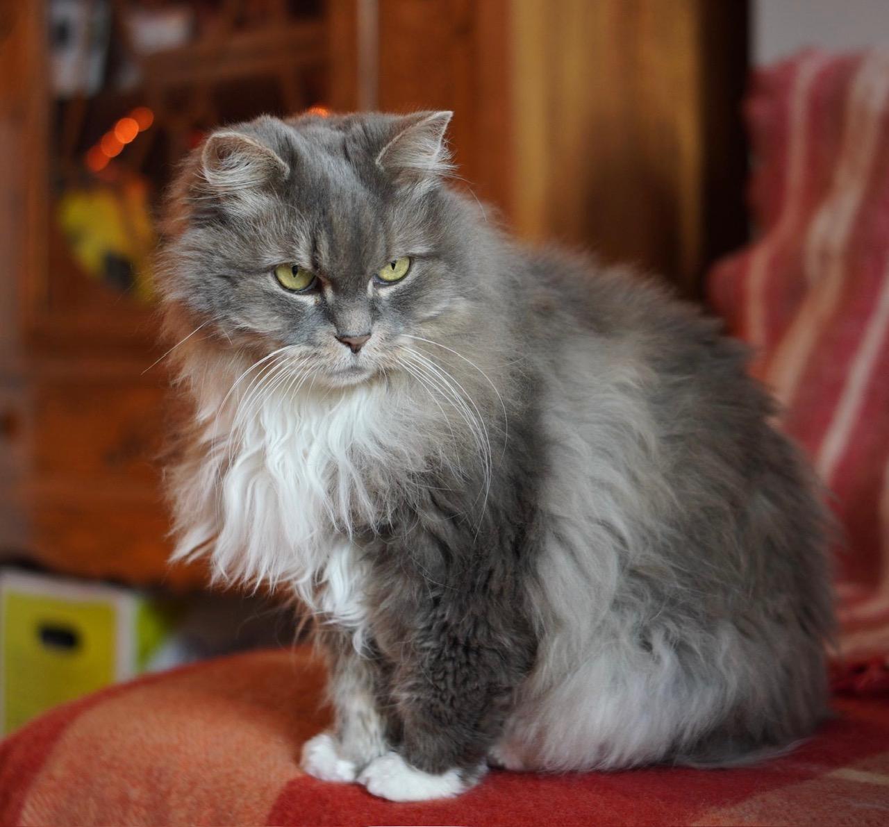 Enlarge Sage & Rosemary !BONDED PAIR!, a Adoptable Domestic Long Hair in Montreal, QC image 3/6