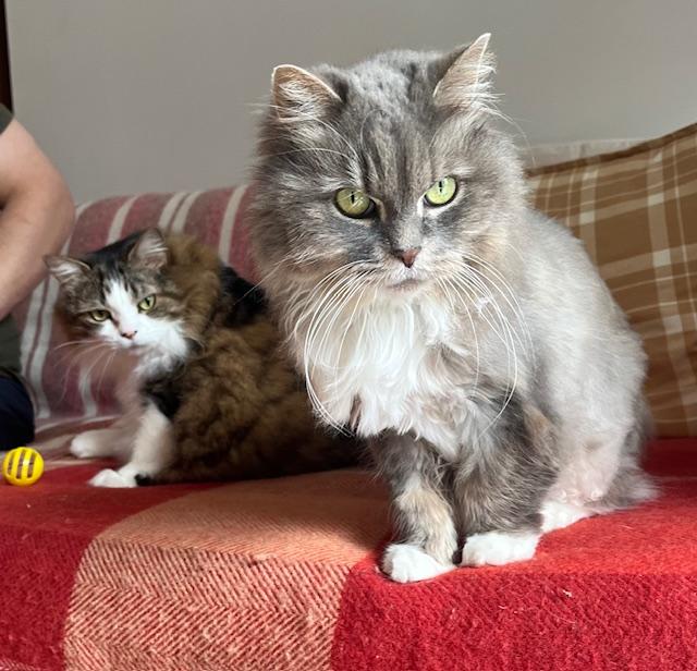 Enlarge Sage & Rosemary !BONDED PAIR!, a Adoptable Domestic Long Hair in Montreal, QC image 2/6