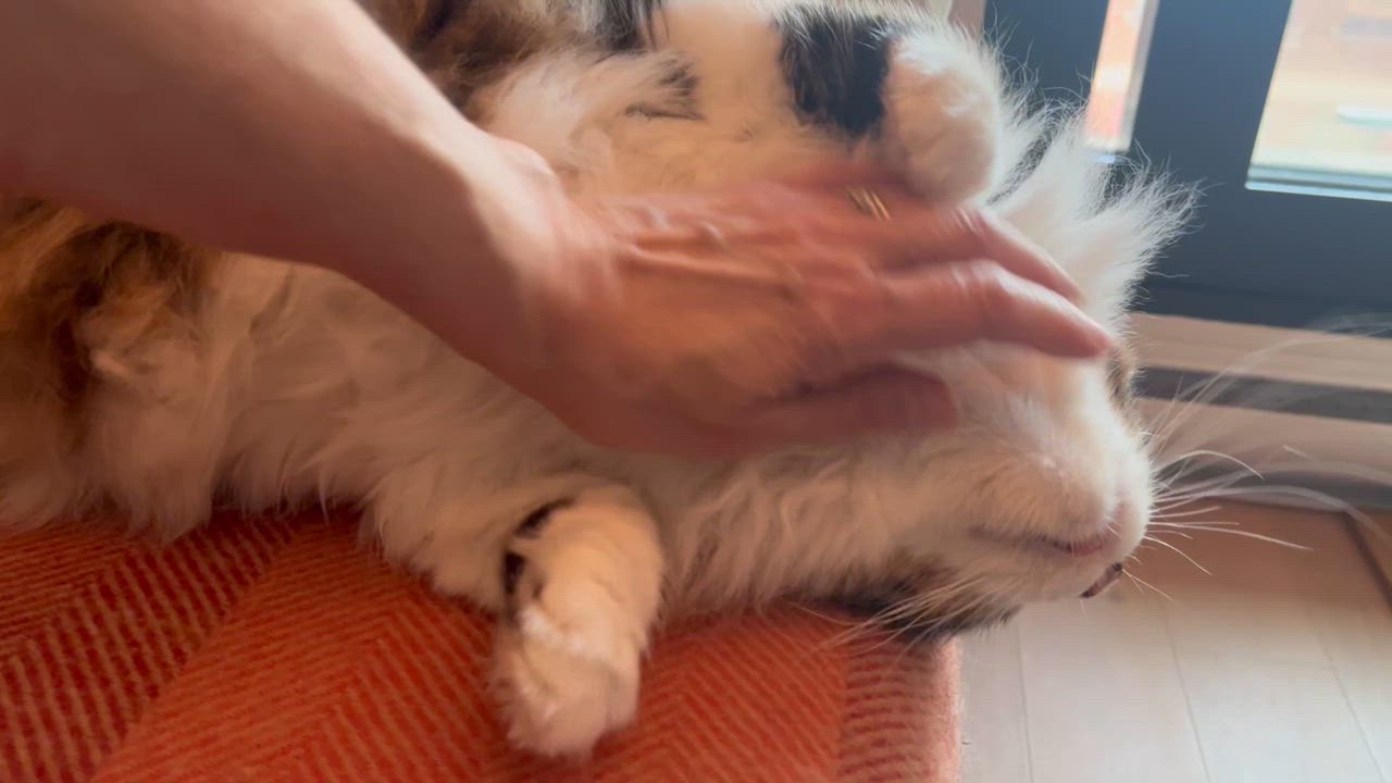 Enlarge Sage & Rosemary !BONDED PAIR!, a Adoptable Domestic Long Hair in Montreal, QC video 6/6