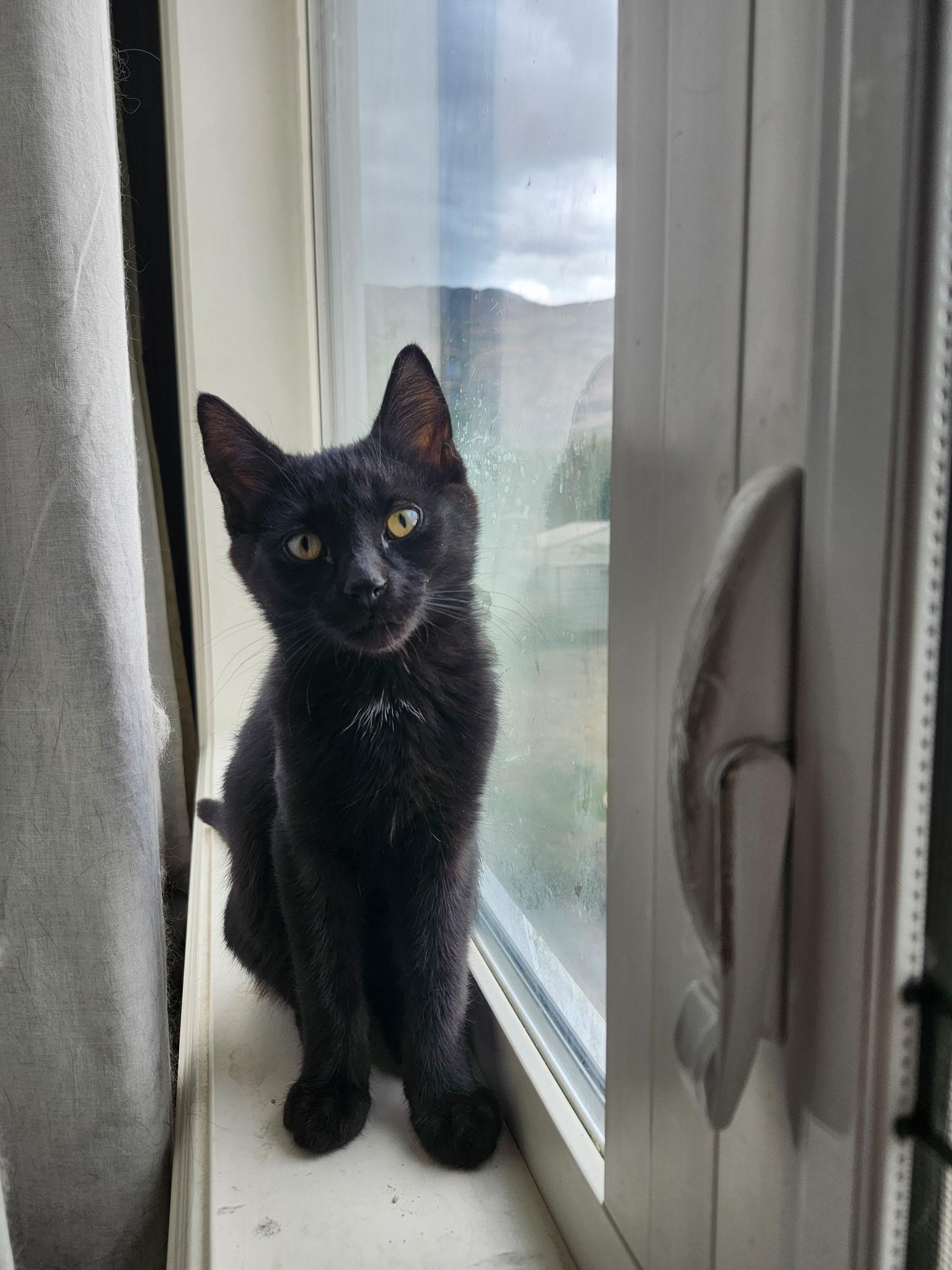 Enlarge 17092025B, a Adopted Domestic Short Hair in Kamloops, BC image 5/6