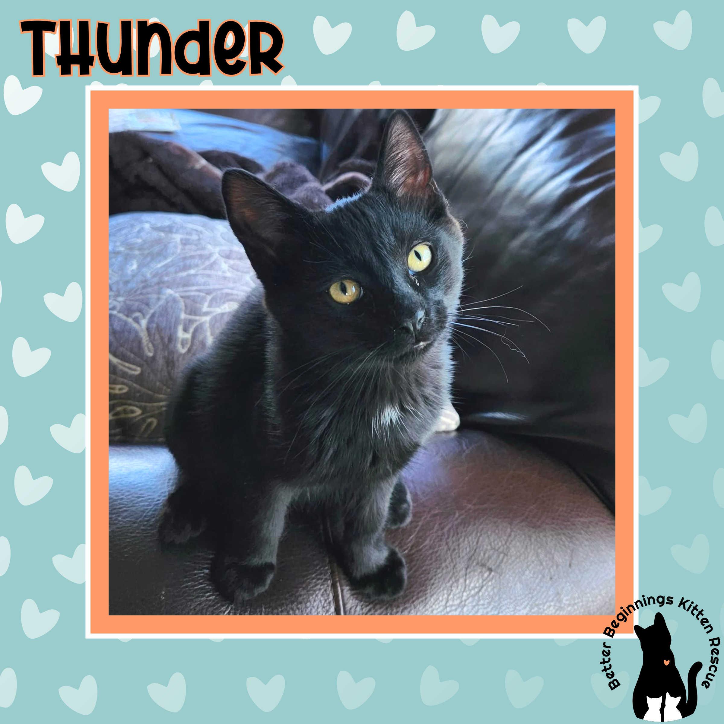 Enlarge 17092025B, a Adopted Domestic Short Hair in Kamloops, BC image 1/6