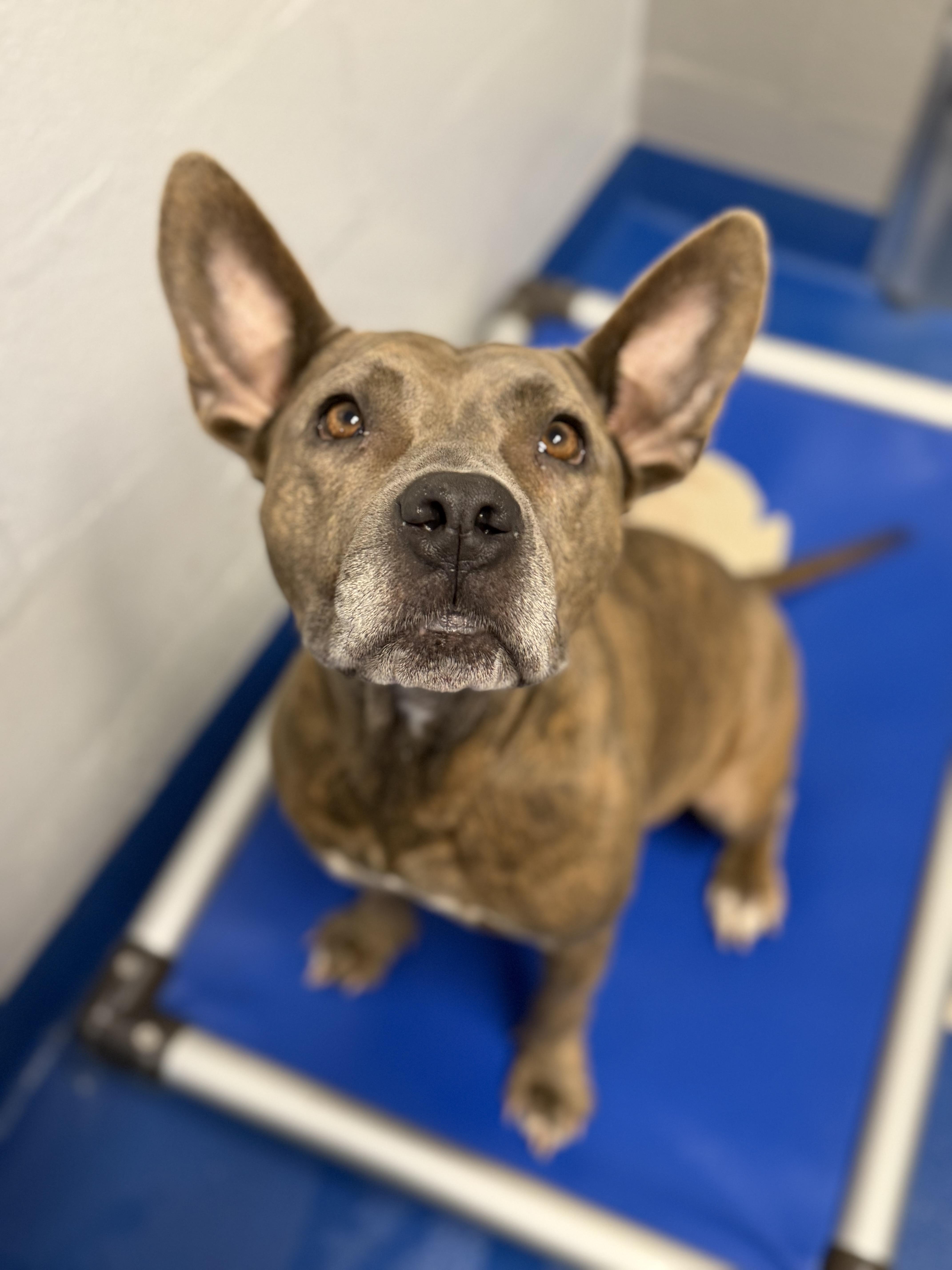 Enlarge Bessie, a Adoptable mixed breed in Lancaster, SC image 3/3