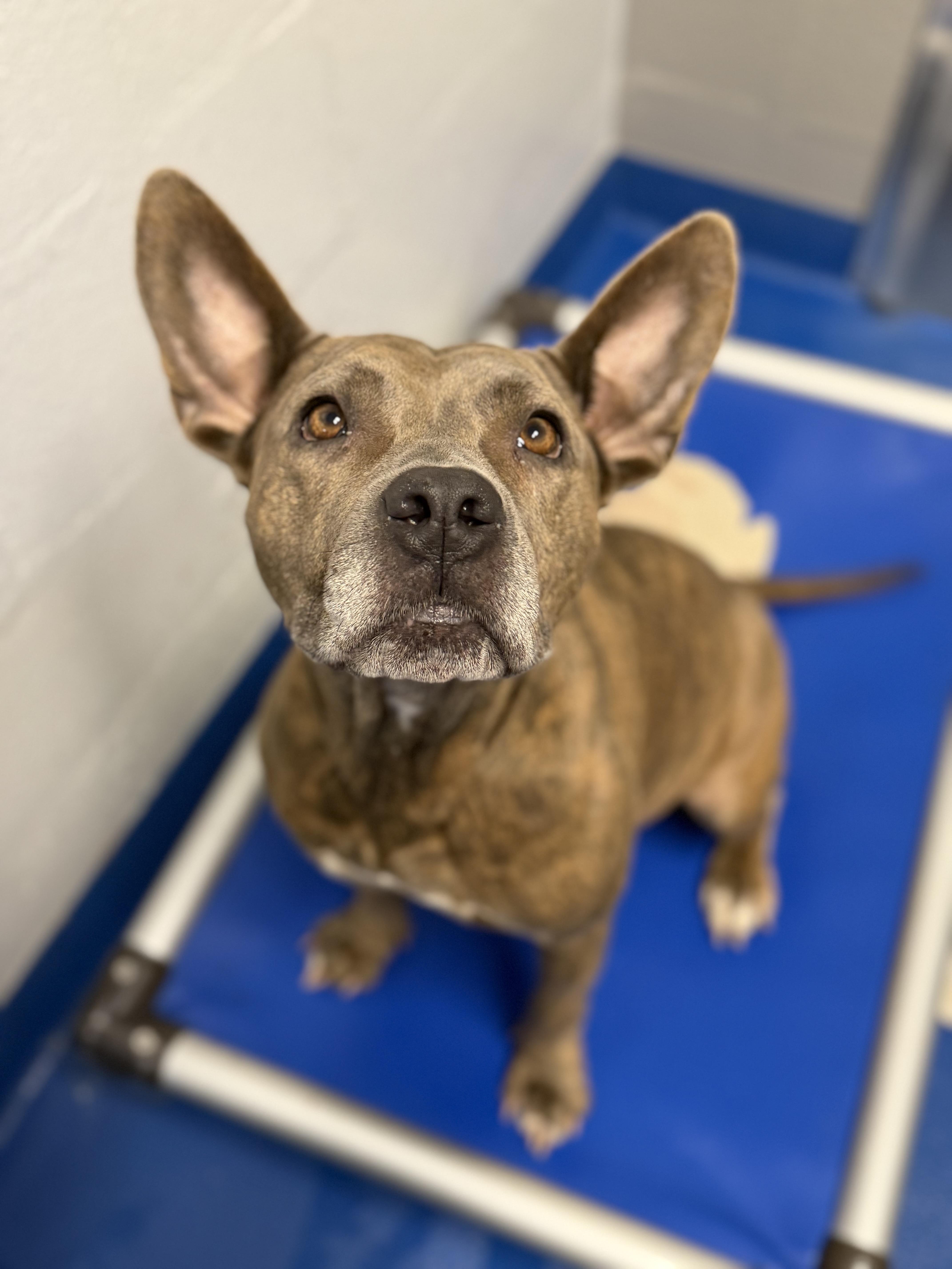 Enlarge Bessie, a Adoptable mixed breed in Lancaster, SC image 1/3