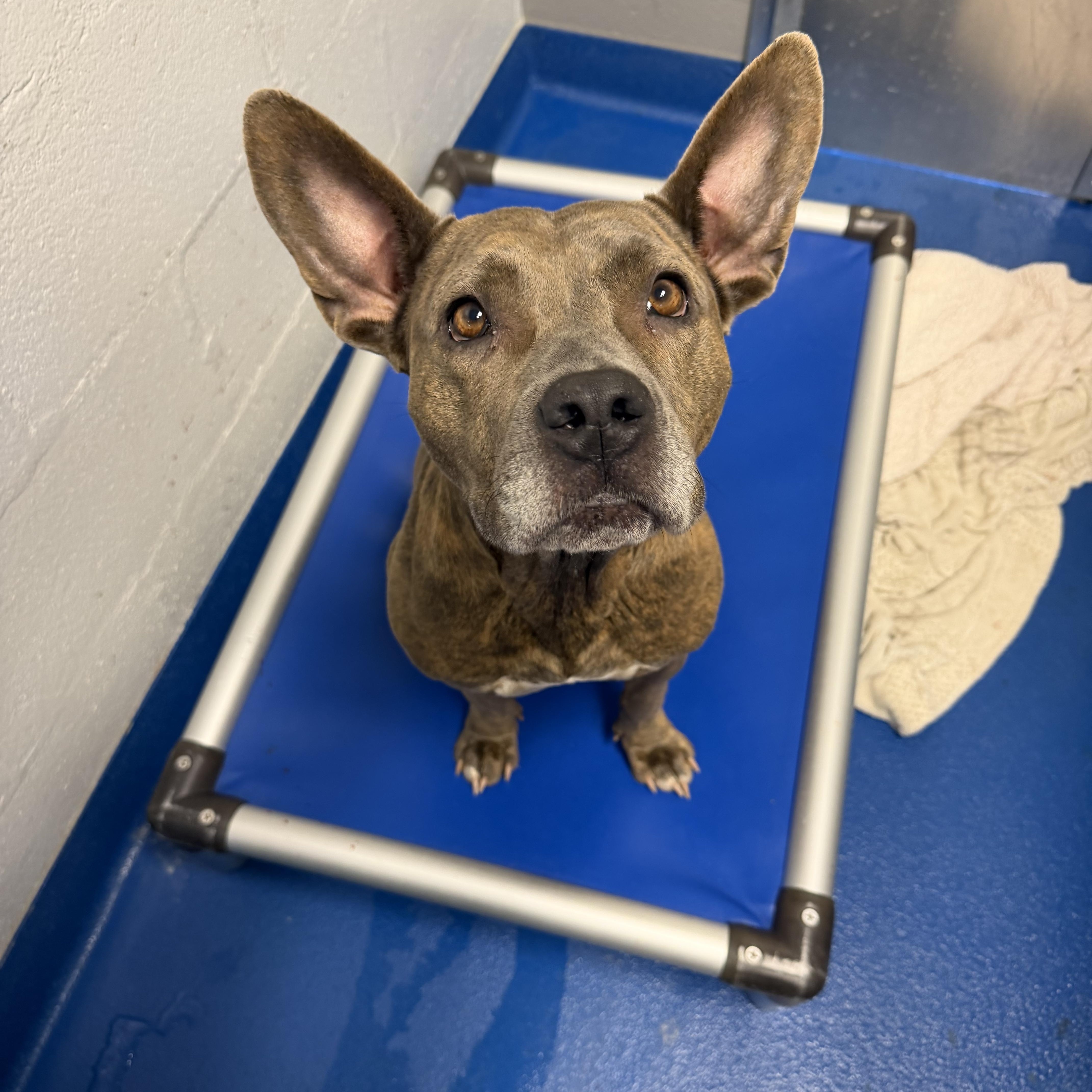 Enlarge Bessie, a Adoptable mixed breed in Lancaster, SC image 2/3