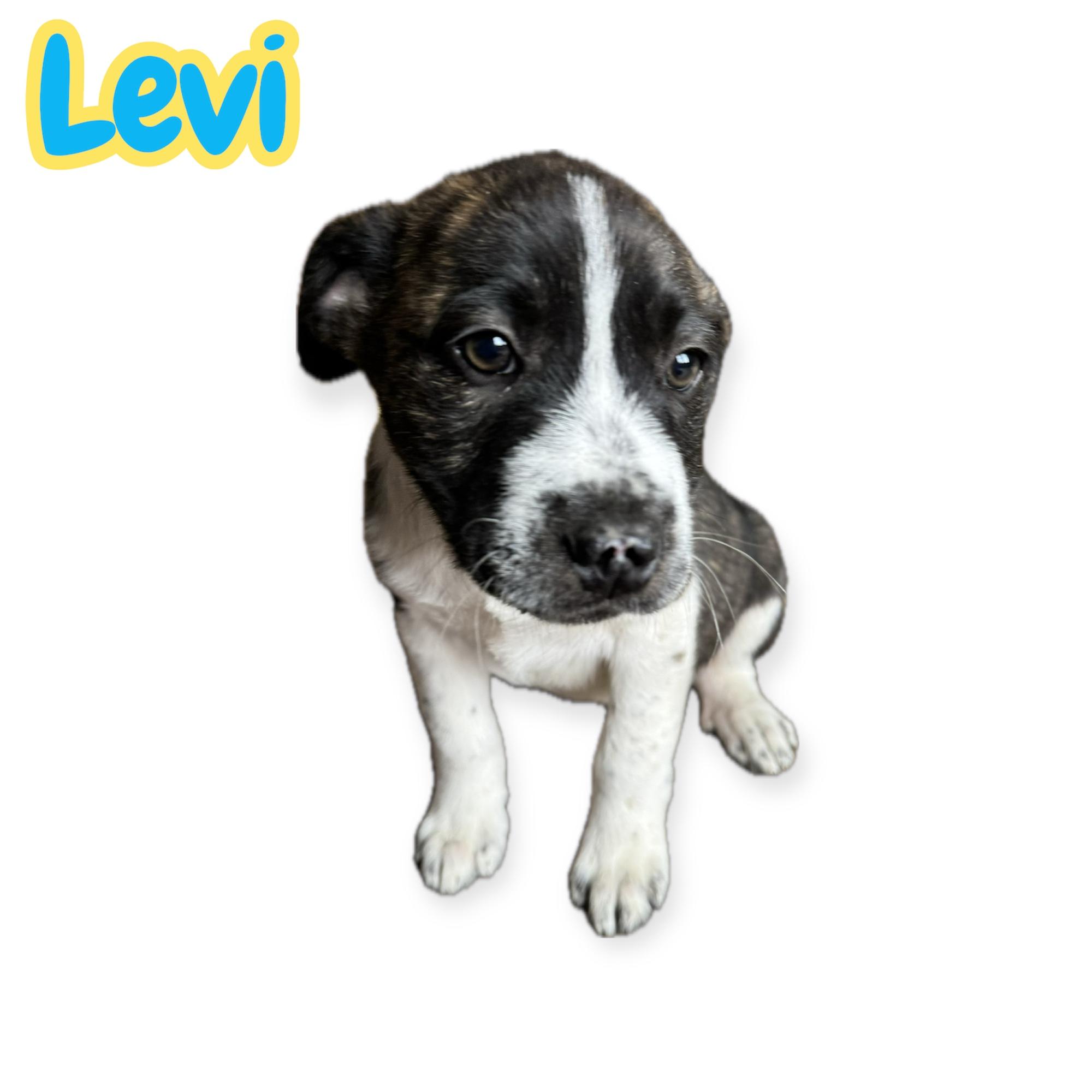 Enlarge Levi, a Adoptable mixed breed in Arlington, TX image 1/1