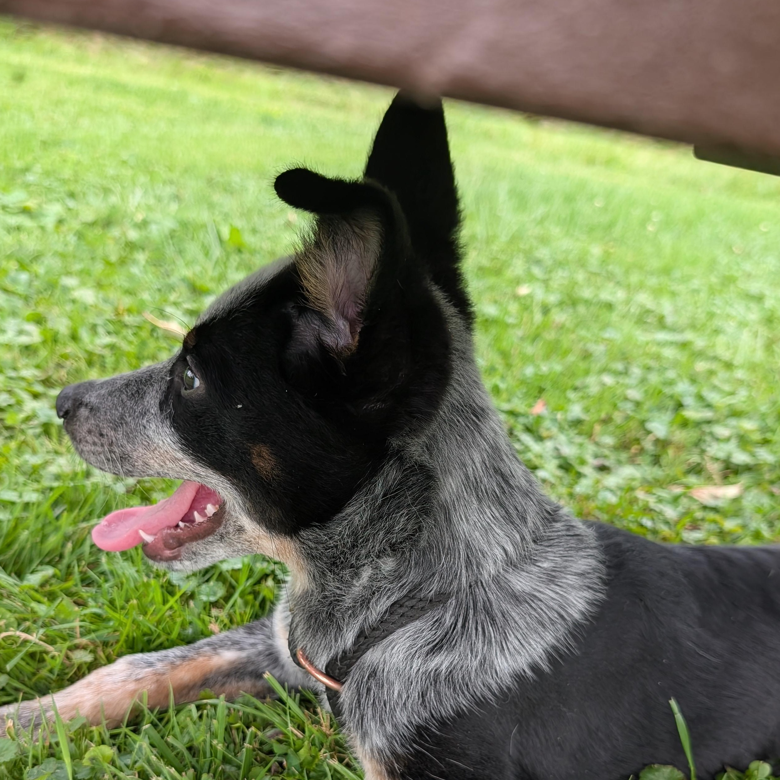 Enlarge 191987 Sam, a ADOPTABLE Cattle Dog in Ravenna, OH image 3/4