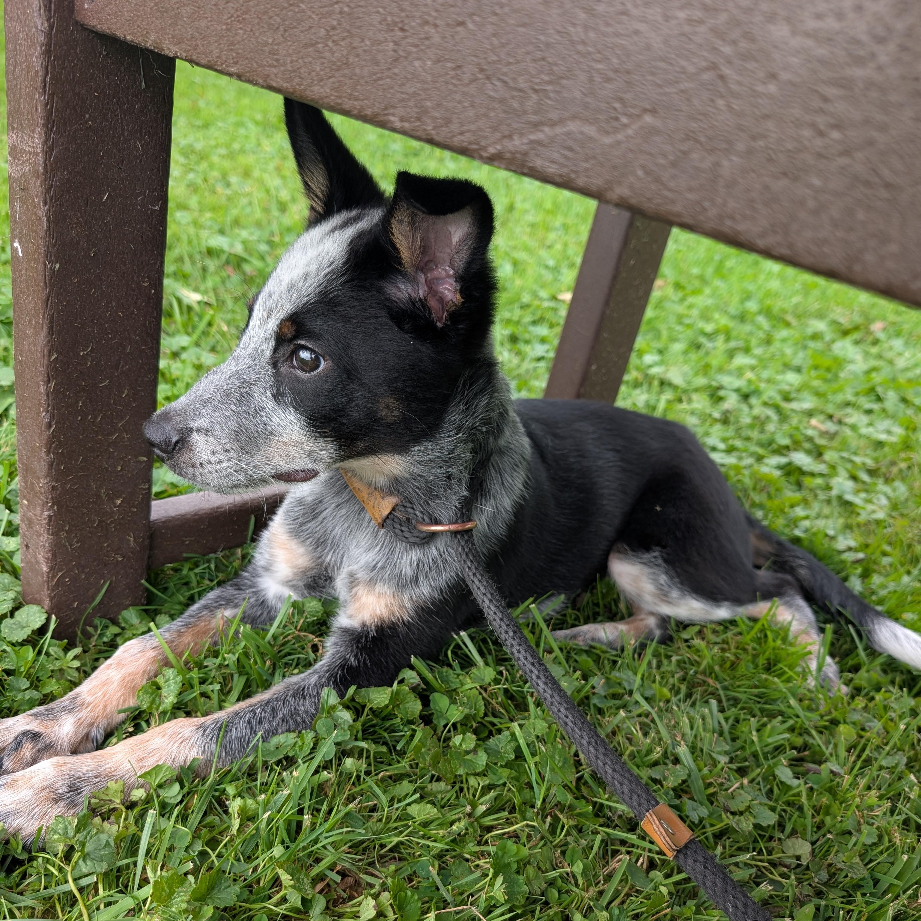 Enlarge 191987 Sam, a ADOPTABLE Cattle Dog in Ravenna, OH image 1/4