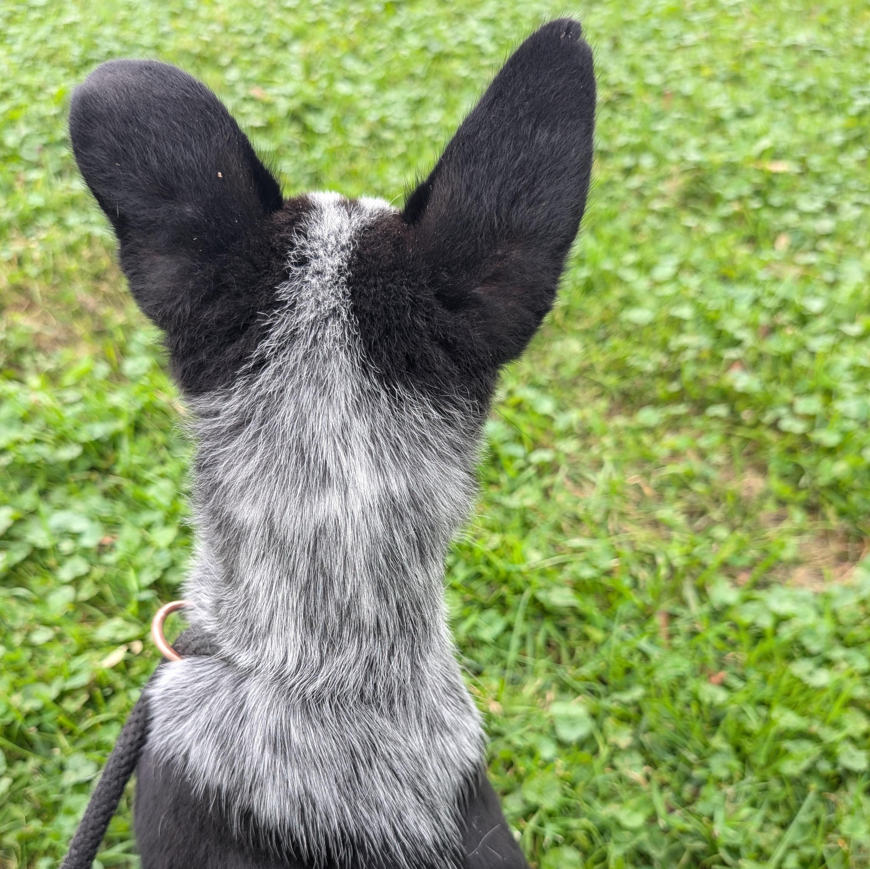 Enlarge 191987 Sam, a ADOPTABLE Cattle Dog in Ravenna, OH image 4/4