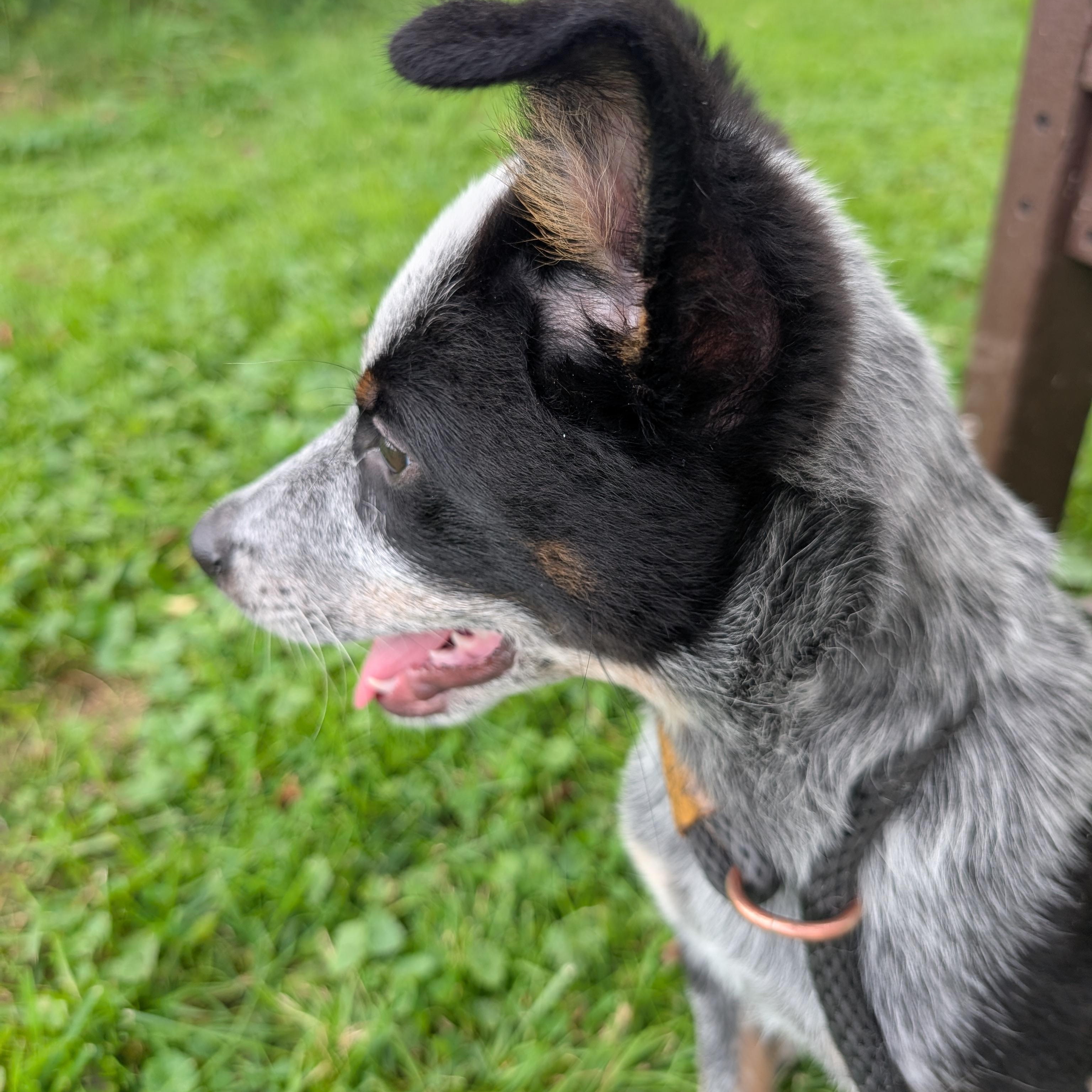 Enlarge 191987 Sam, a ADOPTABLE Cattle Dog in Ravenna, OH image 2/4
