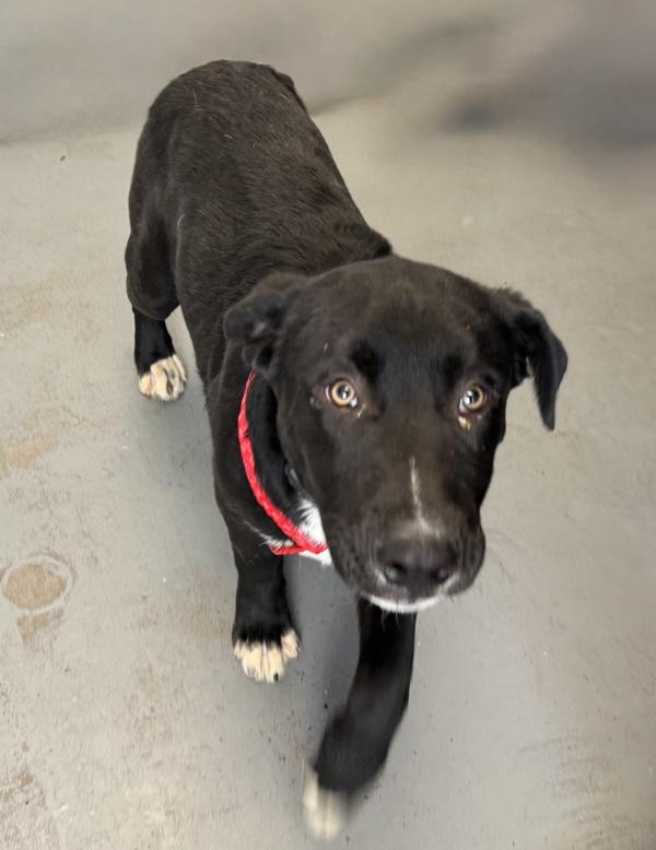 Enlarge *Hotdog*, a Adoptable mixed breed in Salt Lake City, UT image 1/1