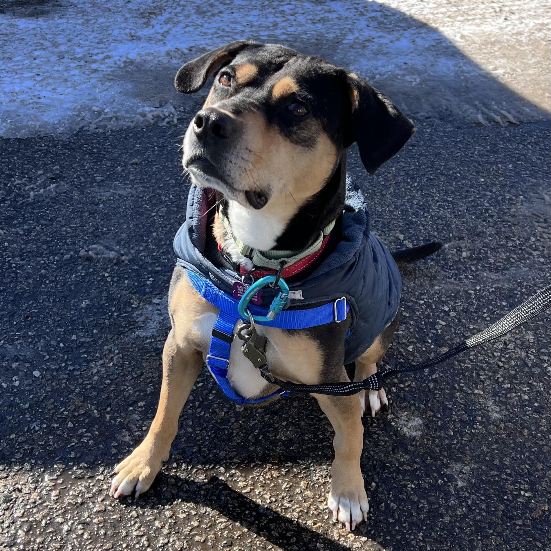 Enlarge Beau is in Maine, a Adoptable mixed breed in South Portland, ME image 3/6