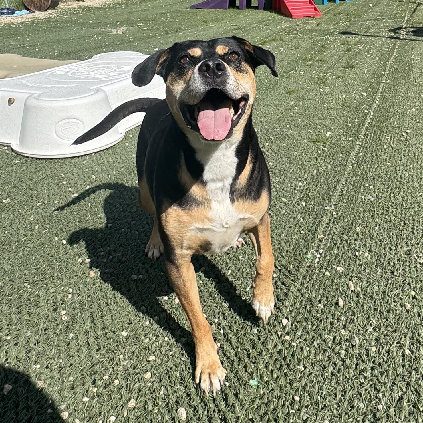 Enlarge Beau is in Maine, a Adoptable mixed breed in South Portland, ME image 2/6