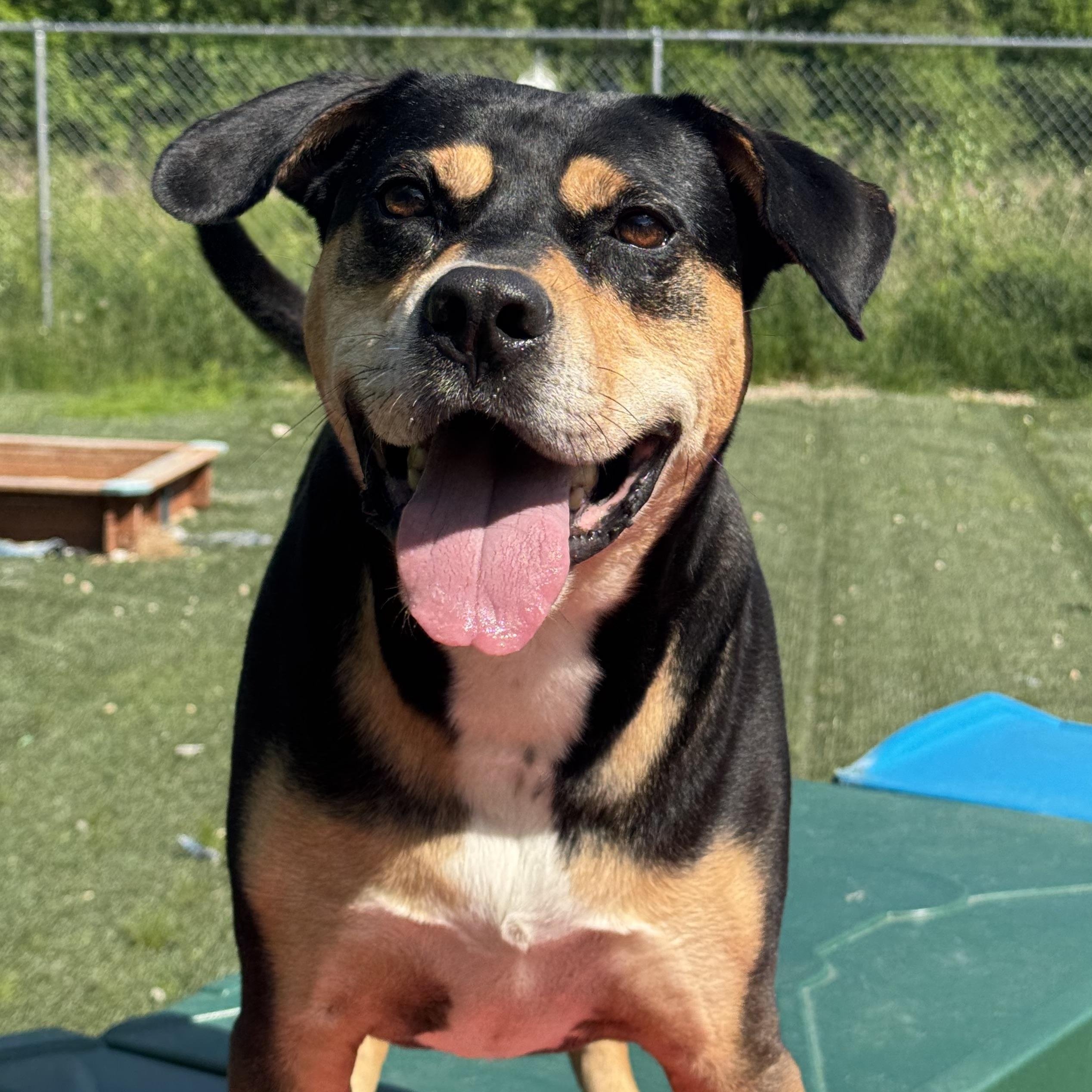 Beau is in Maine, Adoptable, Adult Male Hound.