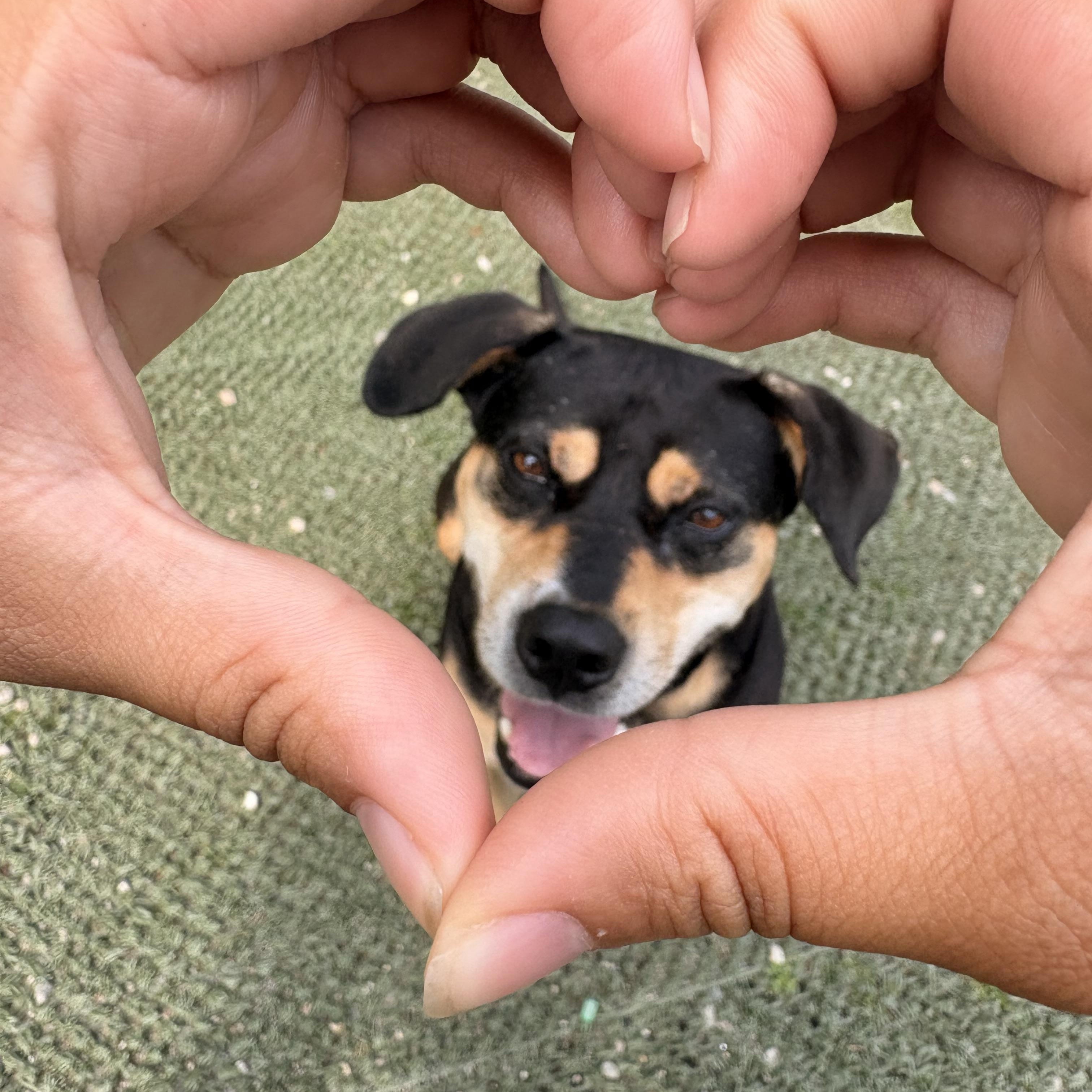 Beau is in Maine RR, a Adoptable mixed breed in South Portland, ME image 2/6