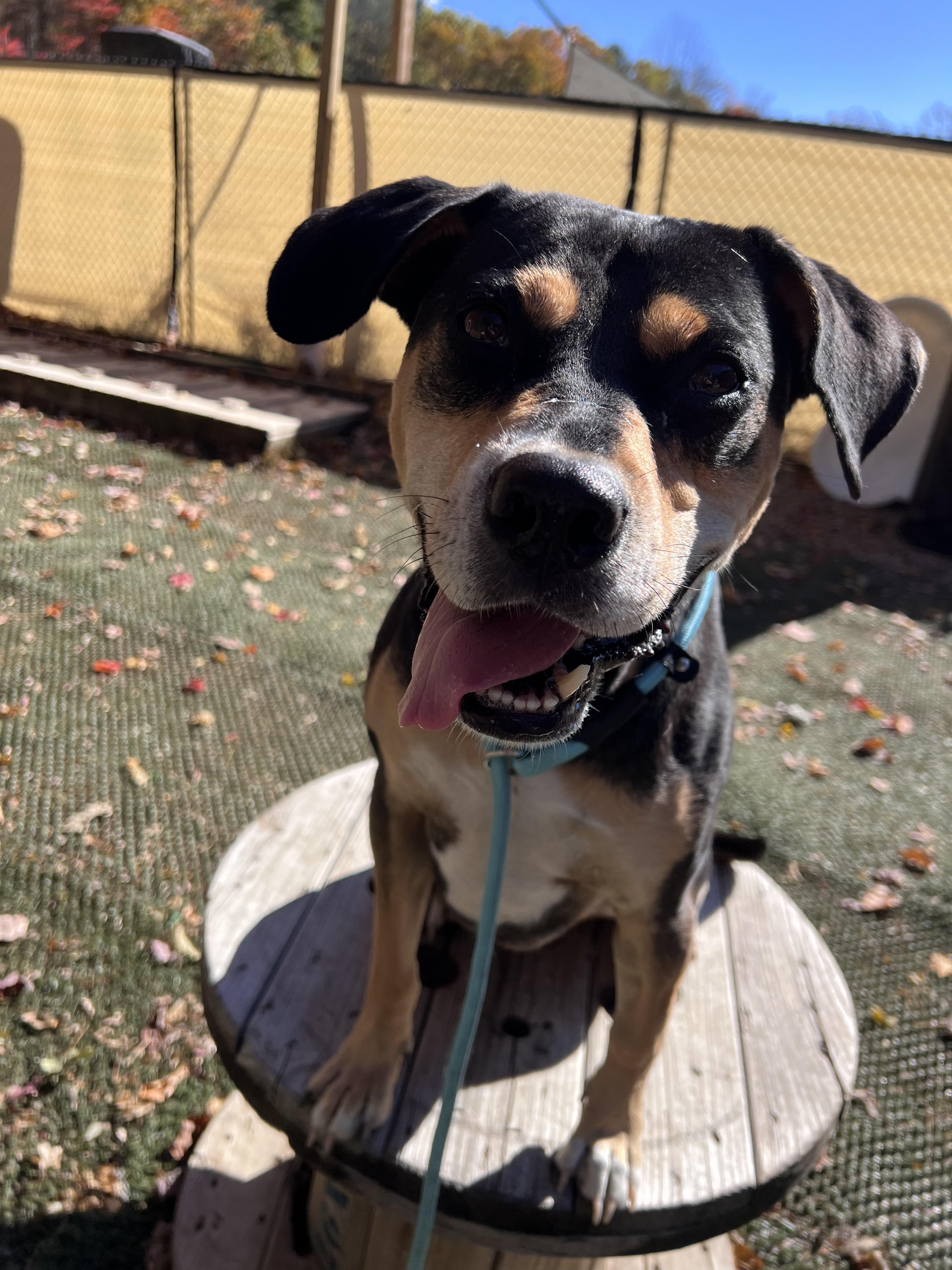 Beau is in Maine, an adoptable Hound in Portland, ME, 04102 | Photo Image 3
