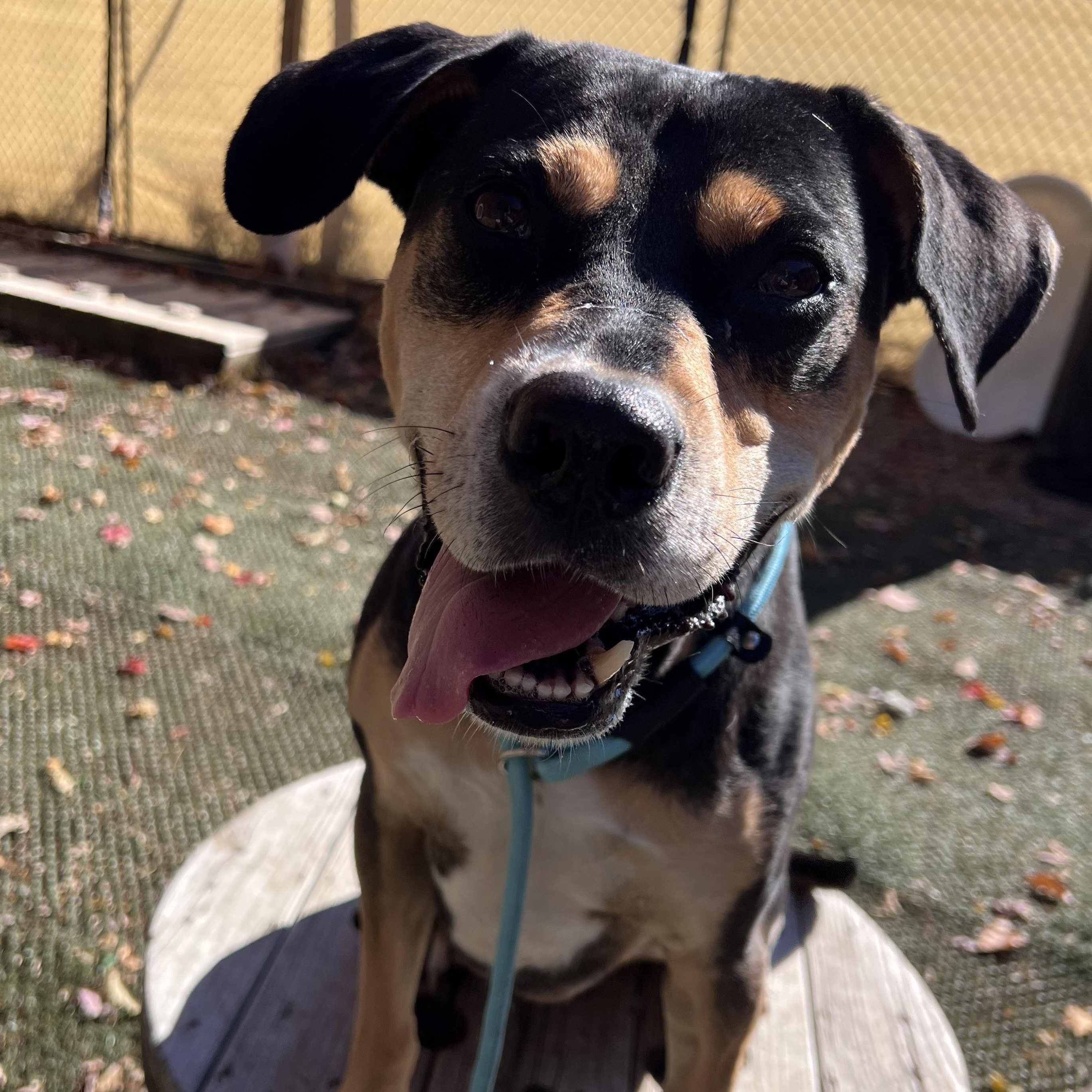 Beau is in Maine, a Adoptable mixed breed in Portland, ME image 4/6