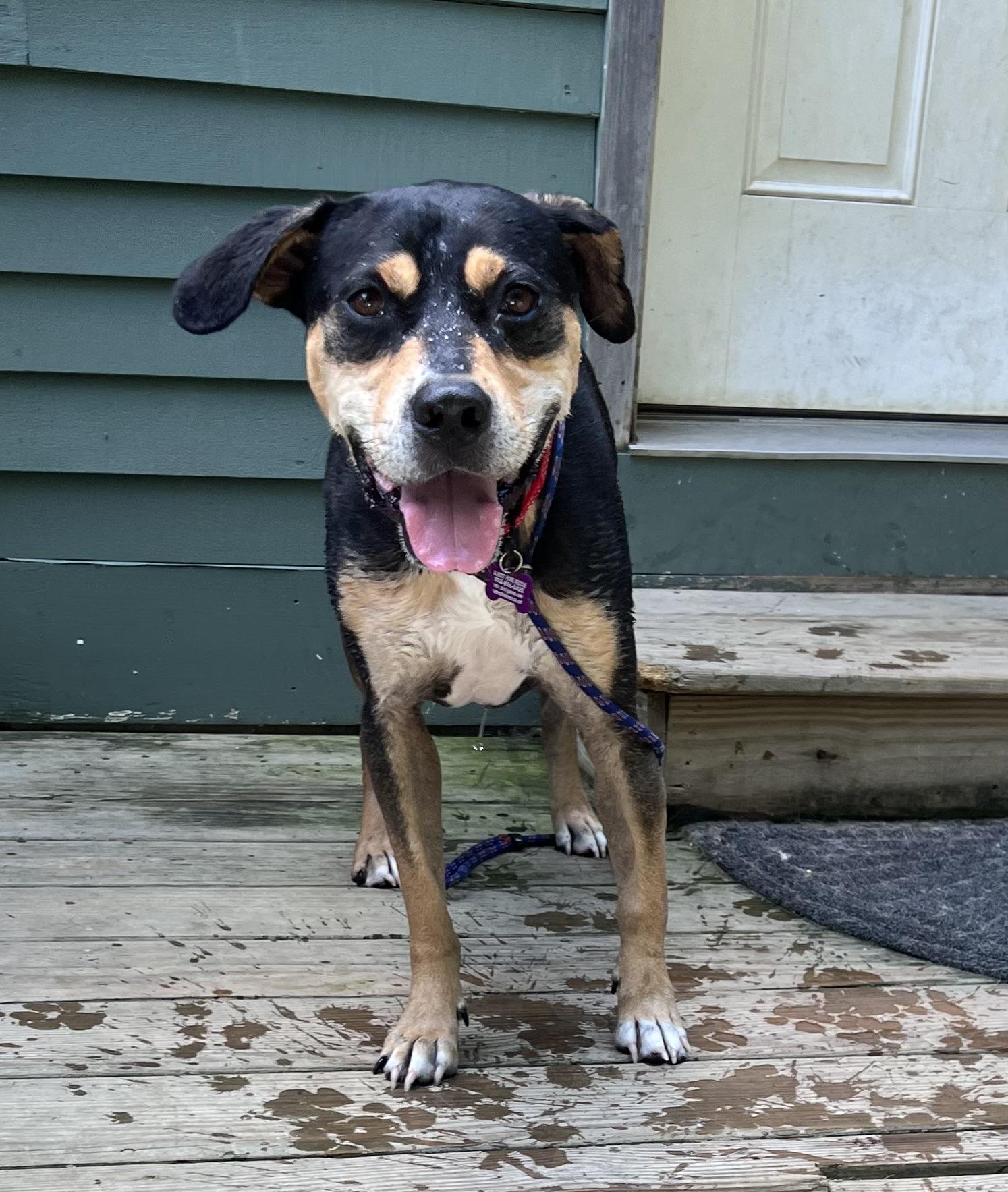 Beau is in Maine photo 3