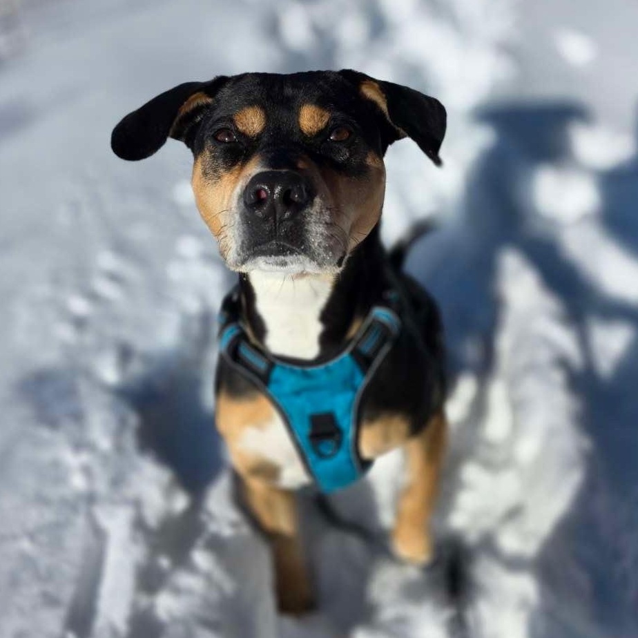 Beau is in Maine, Adoptable, Adult Male Hound.